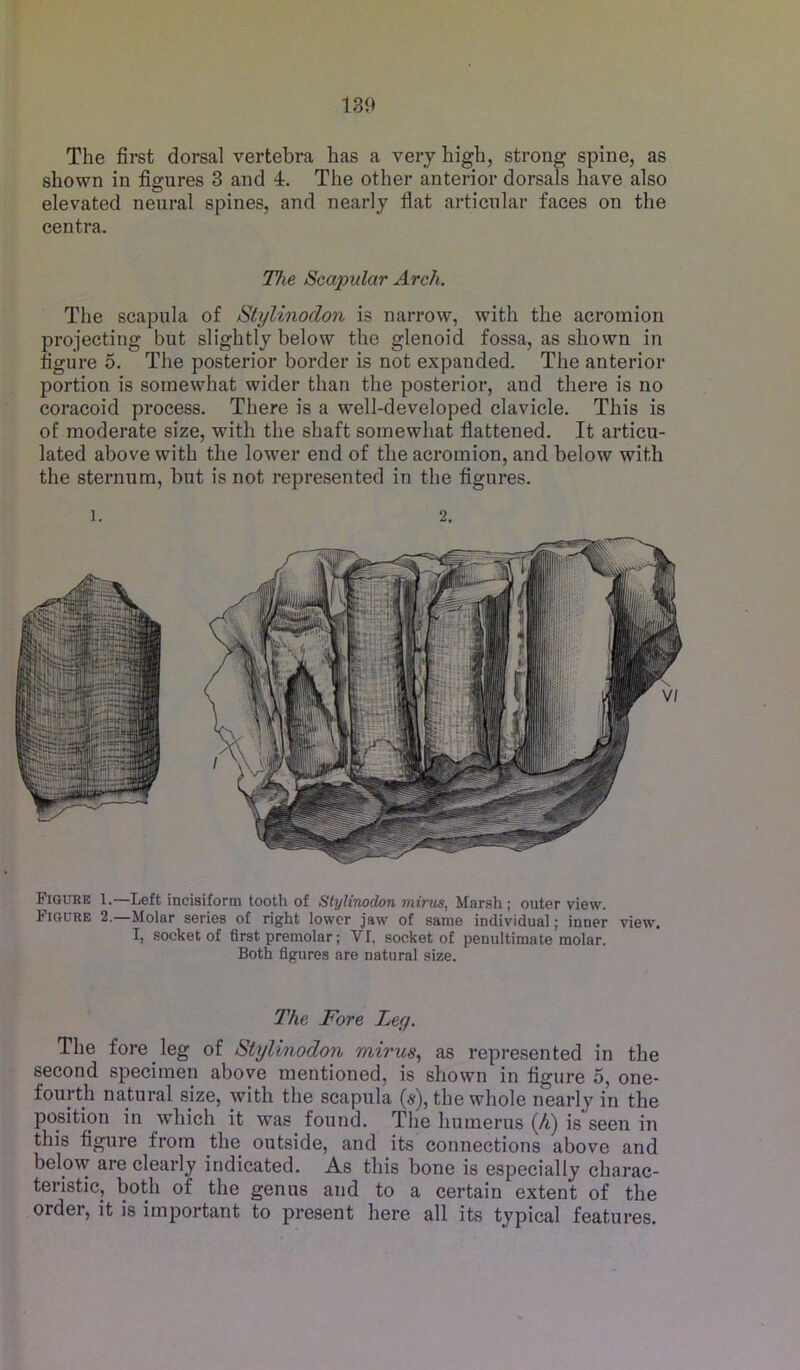 130 The first dorsal vertebra has a very high, strong spine, as shown in figures 3 and 4. The other anterior dorsals have also elevated neural spines, and nearly flat articular faces on the centra. The Scapular Arch. The scapula of Stylinodon is narrow, with the acromion projecting but slightly below the glenoid fossa, as shown in figure 5. The posterior border is not expanded. The anterior portion is somewhat wider than the posterior, and there is no coracoid process. There is a well-developed clavicle. This is of moderate size, with the shaft somewhat flattened. It articu- lated above with the lower end of the acromion, and below with the sternum, but is not represented in the flgures. Figure 1.—Left incisiform tooth of Stylinodon mirus, Mar.sh; outer view. Figure 2.—Molar series of right lower jaw of same individual; inner view. I, socket of first premolar; VI. socket of penultimate molar. Both figures are natural size. The Fore Ley. The fore leg of Stylinodon mirus., as represented in the second specimen above mentioned, is shown in figure 5, one- fourth natural size, with the scapula (s), the whole nearly in the position in which it was found. The humerus (A) is seen in this figure from the outside, and its connections above and below are clearly indicated. As this bone is especially charac- teristic, both of the genus and to a certain extent of the order, it is important to present here all its typical features.