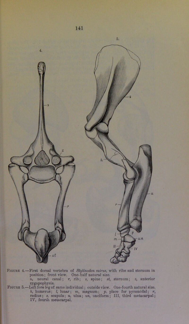 r 141 5. 4. t Figure 4.—First dorsal vertebra of Stylinodon minis, with ribs and sternum in ; position; front view. One-halt natural size. 1 n, neural canal; r, rib; s, spine; st, sternum; z, anterior zygapophysis. Figure 5.—Left fore leg of same individual; outside view. One-fourth natural size. h, humerus; I, lunar; m, magnum; p, place for pyramidal; r, radius; s, scapula; u, ulna; un, unciform; III, third metacarpal; IV, fourth metacarpal.