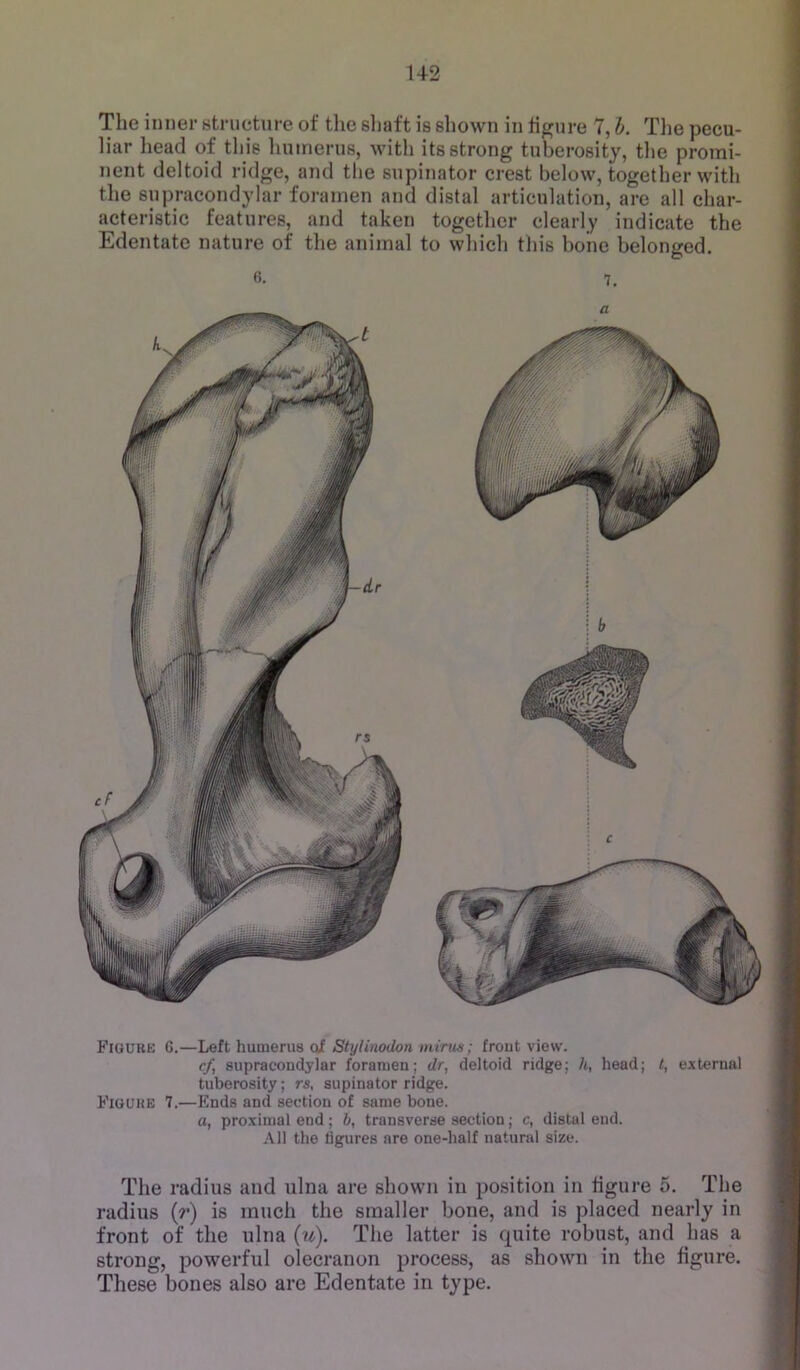 The inner structure of tlie sliaft is sliown in figure 7, h. The pecu- liar head of this humerus, with its strong tuberosity, tl>e promi- nent deltoid ridge, and the supinator crest below, together with the supracondylar foramen and distal articulation, are all char- acteristic features, and taken together clearly indicate the Edentate nature of the animal to which this bone belonged. 6. 7, /t Figure G.—Left humerus of Stylinodon mints; frout view. cf, supracondylar foramen; dr, deltoid ridge; h, head; t, external tuberosity; rs, supinator ridge. Figure 7.—Ends and section of same bone. a, proximal end; h, transverse section; c, distal end. All the figures are one-half natural size. The radius and ulna are shown in position in figure 5. The radius {r) is much the smaller bone, and is placed nearly in front of the ulna {u). The latter is quite robust, and has a strong, powerful olecranon process, as shown in the figure. These bones also are Edentate in type.