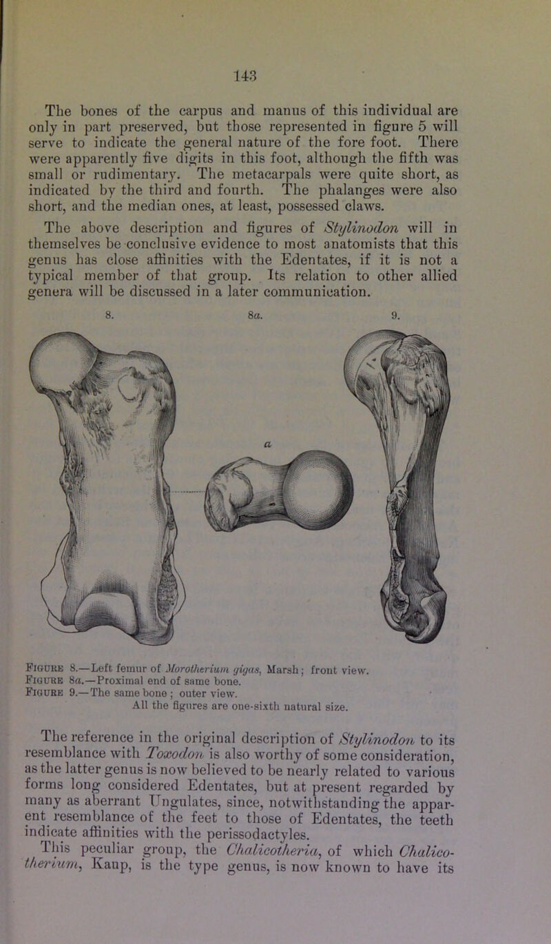 U3 The bones of the carpus and inanus of this individual are only in part preserved, but those represented in figure 5 will serve to indicate the general nature of the fore foot. There were apparently five digits in this foot, although the fifth was small or rudimentary. The metacarpals were quite short, as indicated by the third and fourth. The phalanges were also short, and the median ones, at least, possessed claws. The above description and figures of Stylinodon will in themselves be conclusive evidence to most anatomists that this genus has close afiinities with the Edentates, if it is not a typical member of that group. Its relation to other allied genera will be discussed in a later communication. 8. 8a. 9. Figure 8.—Left femur of Morothtrium yigus, Marsh; front view. Figure 8a.—Proximal end of same bone. Figure 9.—The same bone; outer view. All the figures are one-sixth natural size. The reference in the original description of Stylinodon to its resemblance with Toxodon is also worthy of some consideration, as the latter genus is now believed to be nearly related to various forms long considered Edentates, but at present regarded by many as aberrant Ungulates, since, notwithstanding the appar- ent resemblance of the feet to those of Edentates, the teeth indicate affinities with the perissodactyles. Ihis peculiar group, the Chalicotheria, of which Chalico- therium, Kaup, is the type genus, is now known to have its