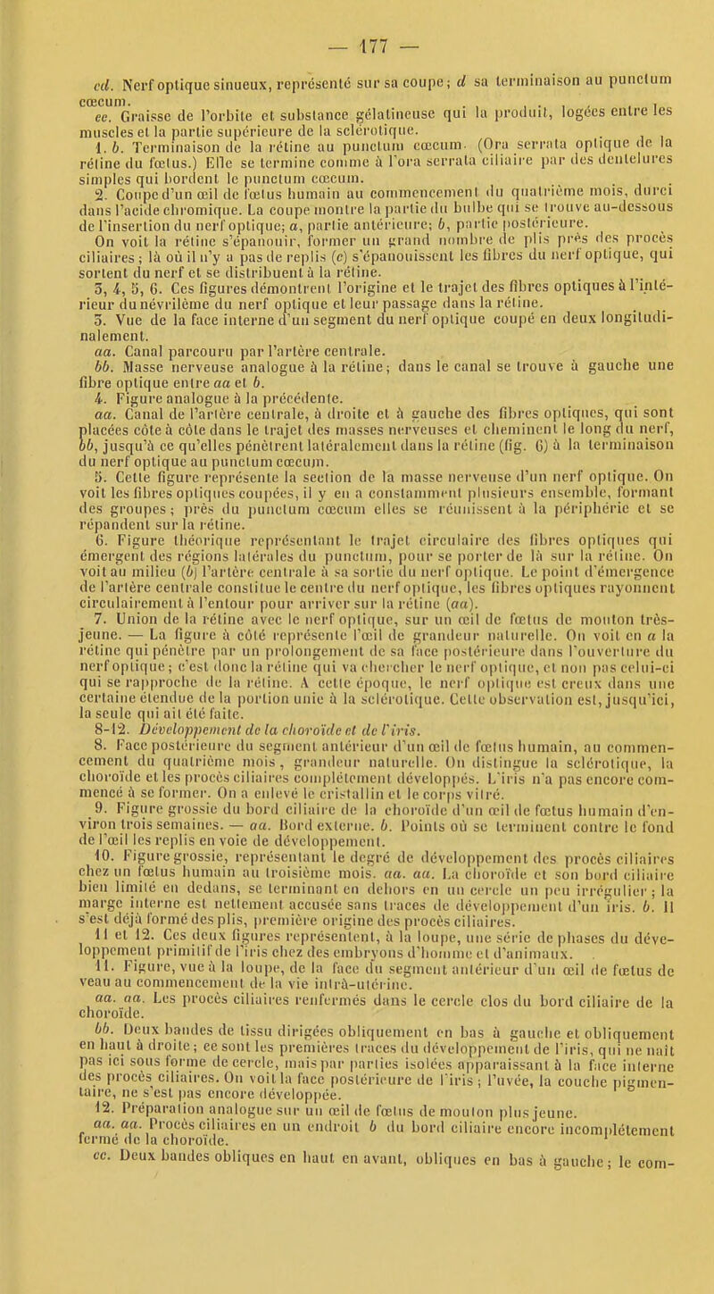 cd. Nerf optique sinueux, reprôsenlc sur sa coupe; d sa lenninaison au punelutn ce. Graisse de l’orbite et subslanee gélatineuse qui la produit, logées entre les museles et la partie supérieure de la sclérotique. 1. b. Terminaison de la rétine au punctum cæcum- (Ora serrata optique de la rétine du fœtus.) Elle se termine comme ù Tora serrata ciliaire par des dentelures simples qui bordent le punctum cæcum. . , . 2. Coupe d’un æil de fœtus bumain au commencement du quatrième mois, durci dans l’aeide ebromique. La coupe montre la ]>artic du bulbe qui se trouve au-dessous de l’insertion du nerf optique; a, partie antérieure; 6, partie postérieure. On voit la rétine s’épanouir, former un ;jrand nombre de plis près des procès ciliaires ; là où il n’y a pas de replis (c) s'épanouissent les libres du nerl optique, qui sortent du nerf et se distribuent à la rétine. 3. 4, S, 6. Ces ligures démontrent l’origine et le trajet des libres optiques à l’inté- rieur dunévrilème du nerf optique et leur passage dans la rétine. 0. Vue de la face interne d’un segment du nerf optique coupé en deux longitudi- nalement. aa. Canal parcouru par l’artère centrale. bb. Masse nerveuse analogue à la rétine; dans le canal se trouve à gauche une libre optique entre aa et b. 1. Figure analogue ù la précédente. aa. Canal de l’artère centrale, à droite et à gauche des libres optiques, qui sont placées cote à côte dans le trajet des masses nerveuses et cbeminent le long du nerf, 66, jusqu’à ce qu’elles pénètrent latéralement dans la rétine (lig. C) à la terminaison du nerf optique au punctum cœcujn. 5. Cette figure représente la section de la masse nerveuse d’un nerf optique. On voit les libres optiques coupées, il y en a constamment plusieurs ensemble, formant des groupes ; près du piinetum cæcum elles se réunissent à la fiéripliéric et se répandent sur la rétine. 6. Figure théorique représentant le trajet circulaire des libres optiques qui émergent des régions latérales du punctum, pour se porter de là sur la rétine. On voit au milieu (6j l’artère centrale à sa sortie du nerf ojitiqiie. Le point d’émergence de l’artère centrale constitue le centre du nerf optique, les libres optiques rayonnent circulaircment à l’entour pour arriver sur la rétine (oa). 7. Union de la rétine avec le nerf optique, sur un œil de fœtus de mouton très- jeune. — La figure à côté représente l’œil de grandeur naturelle. On voit en a la rétine qui pénètre jiar un prolongement de sa face [lostérieure dans l’ouverture du nerf optique ; c’est donc la rétine qui va eherclicr le nerf optique, et non pus celui-ci qui se rapproche de la rétine. A cette époque, le nerf opti(|ue est creux dans une certaine étendue delà |)ortion unie à la sclérotique. Cette observation est, jusqu’ici, la seule qui ait été faite. 8-12. üévdoppemcnt de la choroïde ni de l'iris. 8. Face postérieure du segment antérieur d’un œil de fœtus humain, au commen- cement du quatrième mois, grandeur naturelle. On distingue la sclérotique, la choroïde et les procès eiliaii-es complètement développés. L’iris n’a pas encore com- mencé à se former. On a enlevé le cristallin et le corps vitré. 9. Figure grossie du bord ciliaire de la choroïde d’un œil de fœtus bumain d’en- viron trois semaines. -- aa. Bord externe. 6. l’oints où se terminent contre le fond de l’œil les replis en voie de développement. 10. Figure grossie, représentant le degré de développement des procès ciliaires chez un lœtus bumain au troisième mois. aa. aa. La cboro'i'de et son bord ciliaire bien limité en dedans, se terminant en dehors en un cercle un (leu irrégulier; la marge interne est ncllcmeiit accusée sans traces de dévelo|)pement d’un iris. 6. Il s est déjà formé des plis, pi'cmière origine des procès ciliaires. 11 et 12. Ces deux figures représentent, à la loupe, une série déphasés du déve- loppement primitif de l’iris chez des embryons d’homme cl d’animaux. . 11. Figure, vue à la loupe, de la face du segment antérieur d’un œil de fœtus de veau au commencement de la vie inlrà-utérine. aa. aa. Les procès ciliaires renfermés dans le cercle clos du bord ciliaire de la choroïde. 66. lieux bandes de tissu dirigées obliquement en bas à gauche et obliquement en haut à droite ; ee sont les premières traces du développement de l’iris, qui ne naît pas ici sous jorine decei-cle, imiispar parties isolées apparaissant à la face interne des procès^ ciliaires. On voit la face postérieure de l'iris ; l’uvée, la couche iiigmen- taire, ne s’est pas encore développée. 12. Préparation analogue sur un œil de fœtus de mouton plus jeune. aa. «a. Procès ciliaires en un endroit 6 du bord ciliaire encore incomplètement lei’me de la choroïde. ce. Deux bandes obliques en haut en avant, obliques en bas à gauche; le coin-