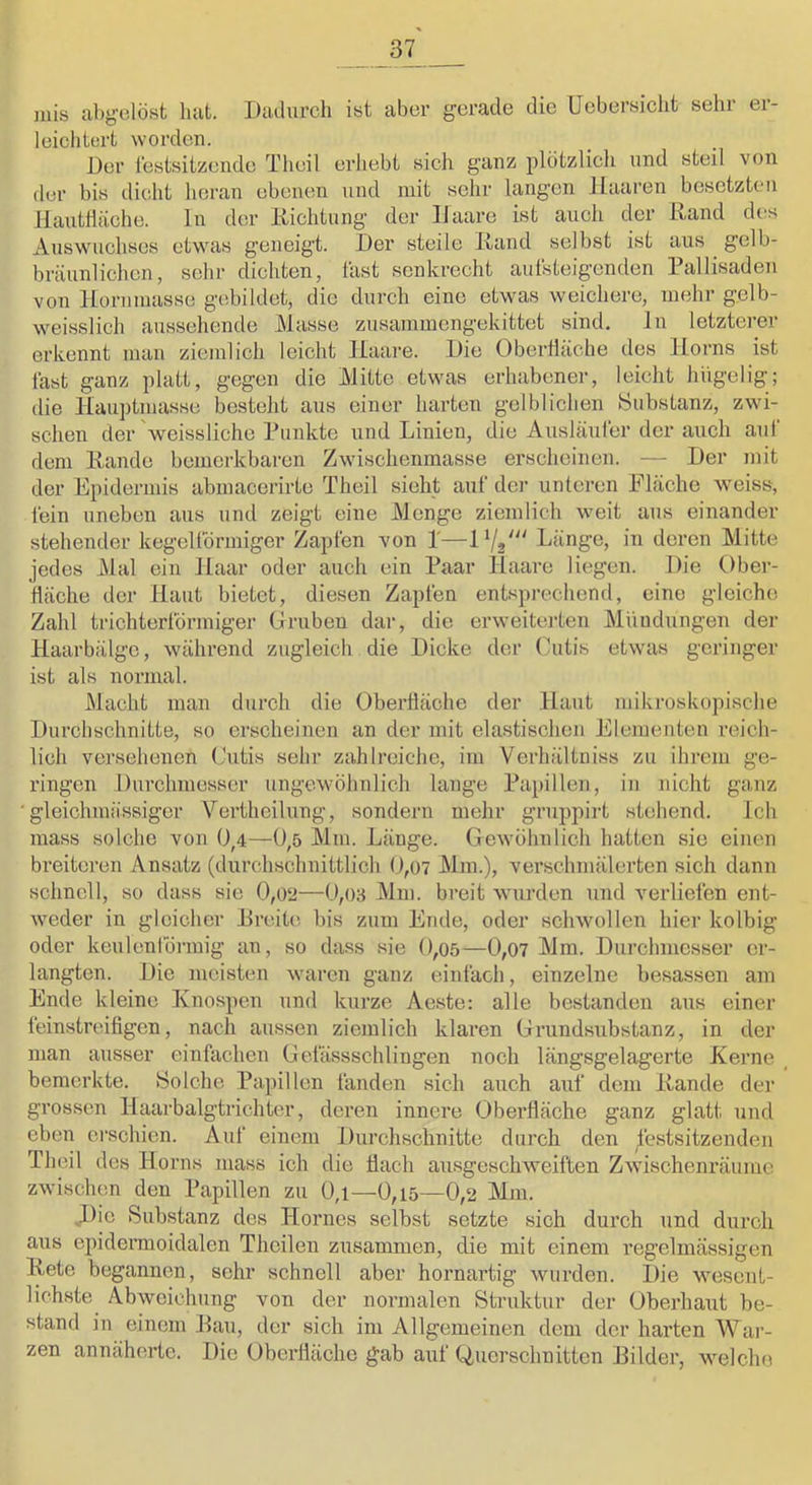 mis abg-olöst hat. Dadurch ist aber gerade die Uebersicht sehr er- leichtert wordeu. J)er lestsitzende Theil erliebt sich ganz plötzlich und steil von der bis dicdit heran ebenen und mit sehr langen Haaren besetzten IlautHäche. ln der Kichtung der Haare ist auch der Rand d(!s Auswuchses etwas geneigt. Der steile Rand selbst ist aus gelb- bräunlichen, sehr dichten, fast senkrecht aufsteigenden Rallisaden von Hornmasse gebildet, die durch eine etwas weichere, mehr gelb- weisslich aussehende Masse zusammengekittet sind, ln letztei’er erkennt man ziemlich leicht Haare. Die Oberiläche des Horns ist fast ganz platt, gegen die Mitte etwas erhabener, leicht hiigelig; die Hauptmasse besteht aus einer harten gelblichen Substanz, zwi- schen der'weissliche Punkte und Linien, die Ausläufer der auch auf dem Rande bemerkbaren Zwischenmasse erscheinen. — Der mit der Epidermis abmacerirte Theil sieht auf der unteren Fläche weiss, fein uneben aus und zeigt eine Menge ziemlich weit aus einander stehender kegelförmiger Zapfen von T—VI2“ Länge, in deren Mitte jedes Mal ein Haar oder auch ein Paar Haare liegen. Die Ober- fläche der Haut bietet, diesen Zapfen entsprechend, eine gleiche Zahl trichterförmiger Gruben dar, die erweitei-ten Mündungen der Haarbälge, während zugleich die Dicke der Cutis etwas geringer ist als normal. Macht man durch die Oberiläche der Haut mikroskopische Durchschnitte, so erscheinen an der mit elastischen Elemetiten reich- lich versehenen Cutis sehr zahlreiche, im Verhältniss zu ihrem ge- ringen Dm'chmesser ungewöhnlich lange Papillen, in nicht ganz ■ gleichmässiger Yertheilung, sondern mehr grnppirt stehend. Ich mass solche von 0^4—0,5 Mm. Länge. GeAvöhnlich hatten sie einen breiteren Ansatz (durchschnittlich 0,07 Mm.), verschmälerten sich dann schnell, so dass sie 0,02—0,03 Mm. breit wurden und verliefen ent- weder in gleicher Dreite bis zum Ende, oder schwollen hier kolbig oder keulenlörraig an, so dass sie 0,o5—0,07 Mm. Durchmesser er- langten. Die meisten waren ganz einfach, einzelne besassen am Ende kleine Knospen und kurze Aeste: alle bestanden aus einer feinstreifigen, nach aussen ziemlich klaren Grundsubstanz, in der man ausser einfachen Geiassschlingen noch längsgelagerte Kerne , bemerkte. Solche Papillen fanden sich auch auf dem Rande der grossen Haarbalgtrichter, deren innere Oberfläche ganz glatt und eben ei’schien. Auf einem Durchschnitte durch den jestsitzenden Theil des Horns mass ich die flach au.sgeschAveiften Zwischenräume zwischen den Papillen zu 0,1—0,i5—0,2 Mm. J)ie Substanz des Hornes selbst setzte sich durch und durch aus epidermoidalen Thcilen zusammen, die mit einem regelmässigen Rete begannen, sehr schnell aber hornartig wurden. Die wesent- lichste Abweichung von der normalen Struktur der Oberhaut be- stand in einem Rau, der sich im Allgemeinen dem der harten War- zen annäherte. Die Oberfläche gab auf Querschnitten Bilder, Avelche