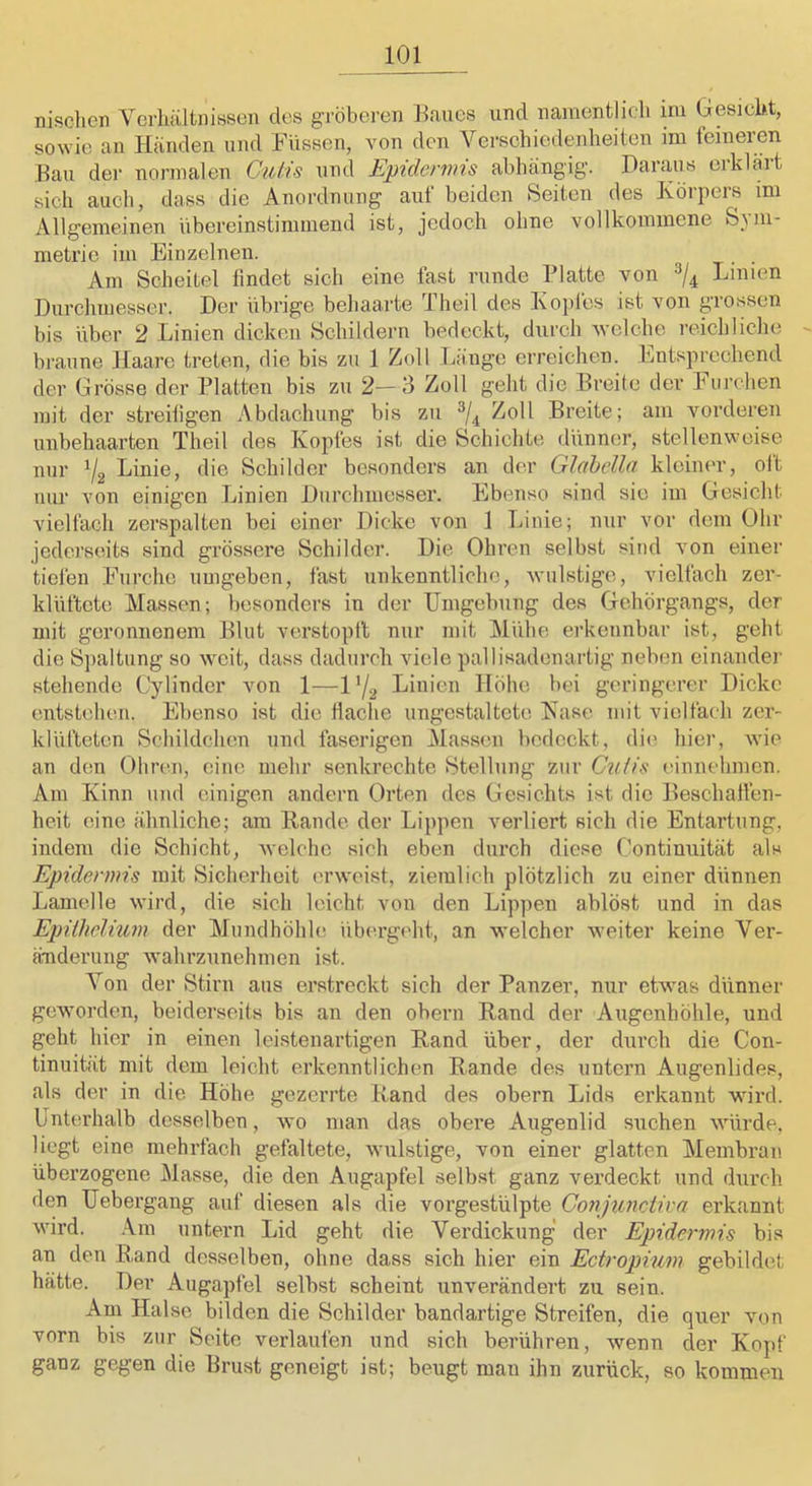 nisclien Verhältnissen des gröberen Eanes und namentlidi im Gesicht, sowie an Händen und Füssen, von den Versehiedenheiten im feineren Ban der normalen Cutis und Epidermis abhängig. Daraus erklärt sich auch, dass die Anordnung auf beiden Seiten des Körpers im Allgemeinen übereinstimmend ist, jedoch ohne vollkommene Sym- metrie im Einzelnen. Am Scheitel findet sich eine fast runde Platte von Linien Durchmesser. Der übrige behaarte Theil des Kopies ist von grossen bis über 2 Linien dicken Schildern bedeckt, durch welche reichliche braune Haare treten, die bis zu 1 Zoll Lange erreichen. Entsprechend der Grösse der Platten bis zu 2—3 Zoll geht die Breite der Furchen mit der streifigen Abdachung bis zu Zoll Breite; am vorderen unbehaarten Theil des Kopfes ist die Schichte dünner, stellenweise nur Linie, die Schilder besonders an der Glahello kleiiu’r, oft nur von einigen Linien Durchmesser. Ebenso sind sie im Gesicht vielfach zerspalten bei einer Dicke von 1 Linie; nur vor dem Ohr jederseits sind grössere Schilder. Die Ohren selbst sind von einer tiefen Furche umgeben, fast unkenntliche, wulstige, vielfach zer- klüftete Massen; besonders in der Umgebung des Gehörgangs, der mit geronnenem Blut verstopft nur mit Mühe erkennbar ist, geht die Spaltung so weit, dass dadurch viele pallisadenartig neben einandei' stehende Cylinder von 1—l'/g Linien Höhe bei geringerer Dicke entstehen. Ebenso ist die flache ungestaltete Käse mit vielfach zer- klülteten Schildchen und faserigen Massen bedeckt, die hier, wie an den Ohren, eine mehr senkrechte Stellung zur Ctitis einnehmen. Am Kinn und einigen andern Orten des Gesichts ist die Beschallen- heit eine ähnliche; am Rande der Lippen verliert sich die Entartung, indem die Schicht, welche sich eben durch diese Continuität als Epidermis mit Sicherheit erweist, ziemlich plötzlich zu einer dünnen Lamelle wird, die sich leicht von den Lip])en ablöst und in das Epithclium der Mundhöhle übtu’geht, an welcher weiter keine Ver- änderung wahrzunehmen ist. Von der Stirn aus erstrockt sich der Panzer, nur etwas dünner geworden, beiderseits bis an den obern Rand der Augenhöhle, und geht hier in einen leistenartigen Rand über, der durch die Con- tinuität mit dem leicht erkenntlichen Rande des untern Augenlides, als der in die Höhe, gezerrte Rand des obern Lids erkannt wird. Unterhalb desselben, wo man das obere Augenlid suchen würde, liegt eine, mehrfach gefaltete, wulstige, von einer glatten Membran überzogene Masse, die den Augapfel selbst ganz verdeckt und durch den üebergang auf diesen als die vorgestülpte Conjunctira erkannt wird. Am untern Lid geht die Verdickung der Epidermis bis an den Rand desselben, ohne dass sich hier ein Ectropium gebihhü; hätte. Der Augapfel selbst scheint unverändert zu sein. Am Halse bilden die Schilder bandartige Streifen, die quer von vorn bis zur Seite verlaufen und sich berühren, wenn cler Kopf ganz gegen die Brust geneigt ist; beugt man ihn zurück, so kommen