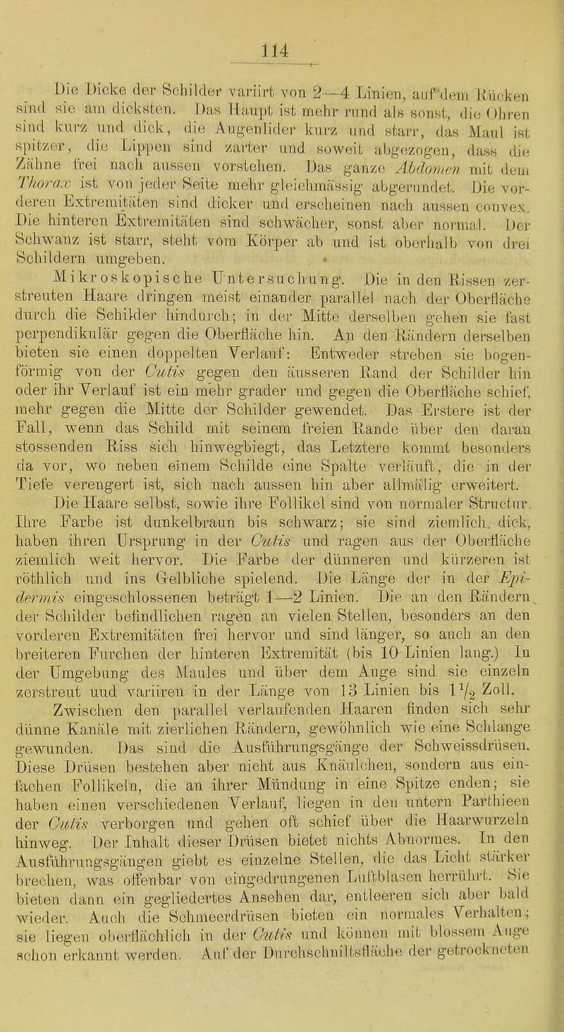 Die Dicke dev Bcliildev viiriirt von 2-~4 Linien, aiirdeni Klicken sie am dicksten. Das llanjit ist mehr rund als sonst, die Oliven sind kurz und dick, die Aiigenlitlei- kurz und starr, das Maul ist s[)itzer, die Li[)|)en sind zarter und soweit abgezogen, Zähne IVei nach aussen vorstellen. Das ganze Abdovu-n Thorax ist von jeder Seite mehr gleichmässig abgerundet, deren Lxtremitäten sind dicker und erscheinen nach sind dass die mit dem Die vor- aussen convex. Die hinteren lixtremitäten sind schwächer, sonst aber normal. l.)er Schwanz ist starr, steht vom Xörper ab und ist oberhalb von drei Schildern umgeben. Mikroskopische U ir t e r s u c h n n g. Die in den Rissen zer- streuten Haare dringen meist einander parallel nach der Oberfläche durch die Schilder hindurch; in der Mitte derselben gehen sie fast perpendikulär gegen die Oberhäche hin. An den Rändern derselben bieten sie einen doppelten Verlauf: Entweder streben sie bogen- förmig von der Cutis gegen den äusseren Rand der Schilder hin oder ihr Verlauf ist eiu mehr grader und gegen die Oberfläche scliief, mehr gegen die Mitte der Schilder gewendet. Das Erstere ist der Fall, wenn das Schild mit seinem freien Rande über den daran stosseuden Riss sich hinwegbiegt, das Letztei“e kommt besonders da vor, wo neben einem Schilde eine Spalte verläuft, die in der Tiefe verengert ist, sich nach aussen hin aber allmälig erweitert. Die Haare selbst, sowie ihre Follikel sind von normaler Strnctur. Dire Farbe ist dunkelbraun bis schwarz; sie sind ziemlich, dick, haben ihren Ursprung in der Cutis und ragen aus der Oberfläche ziemlich weit hervor. Die Farbe der dünneren und kürzeren ist röthlich und ins (xelbliche spielend. Die Länge der in der Epi- dermis eingeschlossenen beträgt 1—2 Linien. Die an den Rändern^ der Schilder befindlichen ragen an vielen Stellen, besonders an den vorderen Extremitäten frei hervor und sind länger, so auch an den breiteren Furchen der hinteren Extremität (bis 10-Linien lang.) In der Umgebung des Maules und über dem Auge sind sie einzeln zerstreut und varimeu in der Länge von 13 Linien bis 1^2 Zoll. Zwischen den parallel verlaufenden Haaren linden sich sehr dünne Kanäle mit zierlichen Rändern, gewöhnlich wie eine Schlange gewunden. Das sind die Ausführungsgänge der Schweissdrüsen. Diese Drüsen bestehen aber nicht aus Knäulchen, sondern aus ein- fachen Follikeln, die an ihrer Mündung in eine Spitze enden; sie haben einen verschiedenen Verlauf, liegen in den untern Farthieen der Cutis verborgen und gehen oft schiel über die Haarwurzeln hinweg. Der Inhalt dieser Drüsen bietet nichts Abnormes. In den Ausfuhrungsgängeu giebt es einzelne Stellen, die das Licht stärker brechen, was offenbar von eingedrungenen LullJdasen herrührt. »Sie bieten dann ein gegliedertes Ansehen dar, entleeren sich aber bald wieder. Auch die Schmeerdrüsen bieten ein normales Verhalten, sie liegen oberllächlich in der Cutts und können mit blossem Auge schon erkannt werden. Aid’der Durchschniltslhiche der getrockneten