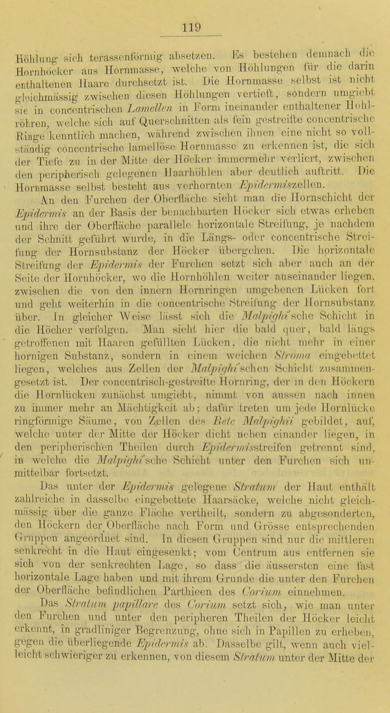 Böhlimg’ sich terasseiitorniig absetzeii. Es bestehen demnach die lloi-nhdcker ans llonnnasse, welche von Tldhlnng-en Ihr die darin enthaltenen Haare durchsetzt ist. Die Horninasse selbst ist nicht gloichmässig zwischen diesen Höhlungen vertieft, sondern mugiebt sie in concentrischen Lrmelloi in Form ineinander enthaltener Hohl- röhren, welche sich auf Q,ncrschnitten als fein gestreifte concentrische Eilige kenntlich machen, während zwischen ihnen eine nicht so voll- ständig concentrische lamcllöse Horninasse zu erkennen ist, die sich der Tiefe zu in der Mitte dei' Höcker immermehr verliert, zwischen den peripherisch g’cleg'enen Haarhöhlen aber deutlich aiiitiitt. Die Horninasse selbst besteht aus vm-hornten EpidrnmszGWcw. An den Furchen der Oberlläche sieht man die Hornschicht der Epidormü an der Basis der benachbarten Höcker sich etwas erheben lind ihre der Oberfläche parallele horizontale Streifung, je nachdem der Schnitt geführt wurde, in die Längs- oder concentrische Strei- fung der Hornsubstanz der Höcker übrn-gehen. Die horizontale Streifung der Epn'dcrmü der Fiirclien setzt sieh aber auch an der Seite der Hornhöcker, wo die Hornhöhlen weiter auseinander liegen, zwischen die von den innern Hornringen umgebenen Lücken ibri und geht weiterhin in die concentrische Streifung der Hornsubstanz über, in gleicher Weise lässt sich die Malpiglri^Qha Schicht in die Höcher verfolgen. Man sieht hier die bald (pier, bald längs getroHeiien mit Haaren gefüllten Lücken, die nicht mehr in einer liornigcn Substanz, sondern in einem weiclieii Stroma eingebi'ttet liegen, welches aus Zellen der il/(7/'^uV//'/’sehcn Schicht zusammen- gesetzt ist. Der concentrisch-gestn'ittc^ Hornring, der in (Um Höckern die llornlückeii zunächst umgiebt, nimmt von aussen nach innen zu immer inelir an Mächtigkeit ab; dafiir treten um jede Hornlücke ringlörmigc Säume, von Zellen des Vadc Malpighü gebildet, aul“, welche unter der Mitte der Höcker dicht neben einander liegen, in den perijiherisch'en Theilcn durch A)i/rZc/m/L9streifen getrennt sind, in welche die '^lalpighi^cXxa Schicht unter den Furchen sich un- mittelbar fortsetzt. Das unter der Epidennis gelegene Strakim der Haut enthält zahlreiche in dasselbe eingebettete Haarsäcke, welche nicht gleicli- inässig über die ganze Fläche vertheilt, sondern zu abgesonderten, den Höckern der Oberlläche nach Form und Orösse entsprechenden (iriipjien angeordnet sind, ln die.sen Orujipen sind nur die mittleren senkrecht in die Haut eingesenkt; vom O'entrnm aus entfernen sie sich von der senkrechten Lage, so dass die äussersten eine fast horizontale Lage haben und mit ihrem Grunde die unter den Furclien der Oberfläche belindliclien Parthieen des Corium einnehmen. Das Stratum papillare des Corium setzt sich, wie man unter den Furchen und unter den peripheren Theilen der Höcker leicht erkennt, in gradliniger Begrenzung, ohne sich in Papillen zu erheben, gtigeii die üherliegende Epidermis ab. Dasselbe gilt, wenn auch viel- leicht schwieriger zu erkennen, von diesem Stratum unter der Mitte der