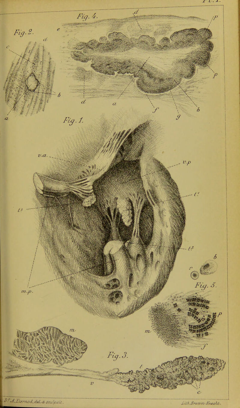 ***** D-' •4-Eurnod, cUl.-a- scuLoait j<UJ>.Brumm- ftn&cJU-.