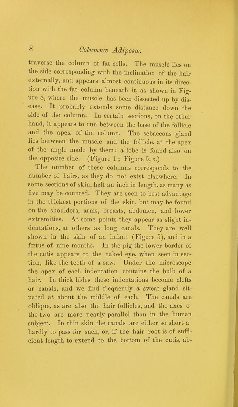 traverse the column of fat cells. The muscle lies on the side corresponding with the inclination of the hair externally, and appears almost continuous in its direc- tion with the fat column beneath it, as shown in Fig- ure 8, where the muscle has been dissected up by dis- ease. It probably extends some distance down the side of the column. In certain sections, on the other hand, it appears to run between the base of the follicle and the apex of the column. The sebaceous gland lies between the muscle and the follicle, at the apex of the angle made by them; a lobe is found also on the opposite side. (Figure 1; Figure 5, c.) The number of these columns corresponds to the number of hairs, as they do not exist elsewhere. In some sections of skin, half an inch in length, as many as five may be counted. They are seen to best advantage in the thickest portions of the skin, but may be found on the shoulders, arms, breasts, abdomen, and lower extremities. At some points they appear as slight in- dentations, at others as long canals. They are well shown in the skin of an infant (Figure 5), and in a foetus of nine months. In the pig the lower border of the cutis ajjpears to the naked eye, when seen in sec- tion, like the teeth of a saw. Under the microscope the apex of each indentation contains the bulb of a hair. In thick hides these indentations become clefts or canals, and we find frequently a sweat gland sit- uated at about the middle of each. The canals are oblique, as are also the hair follicles, and the axes o the two are more nearly parallel than in the human subject. In thin skin the canals are either so short a hardly to pass for such, or, if the hair root is of suffi- cient length to extend to the bottom of the cutis, ab-