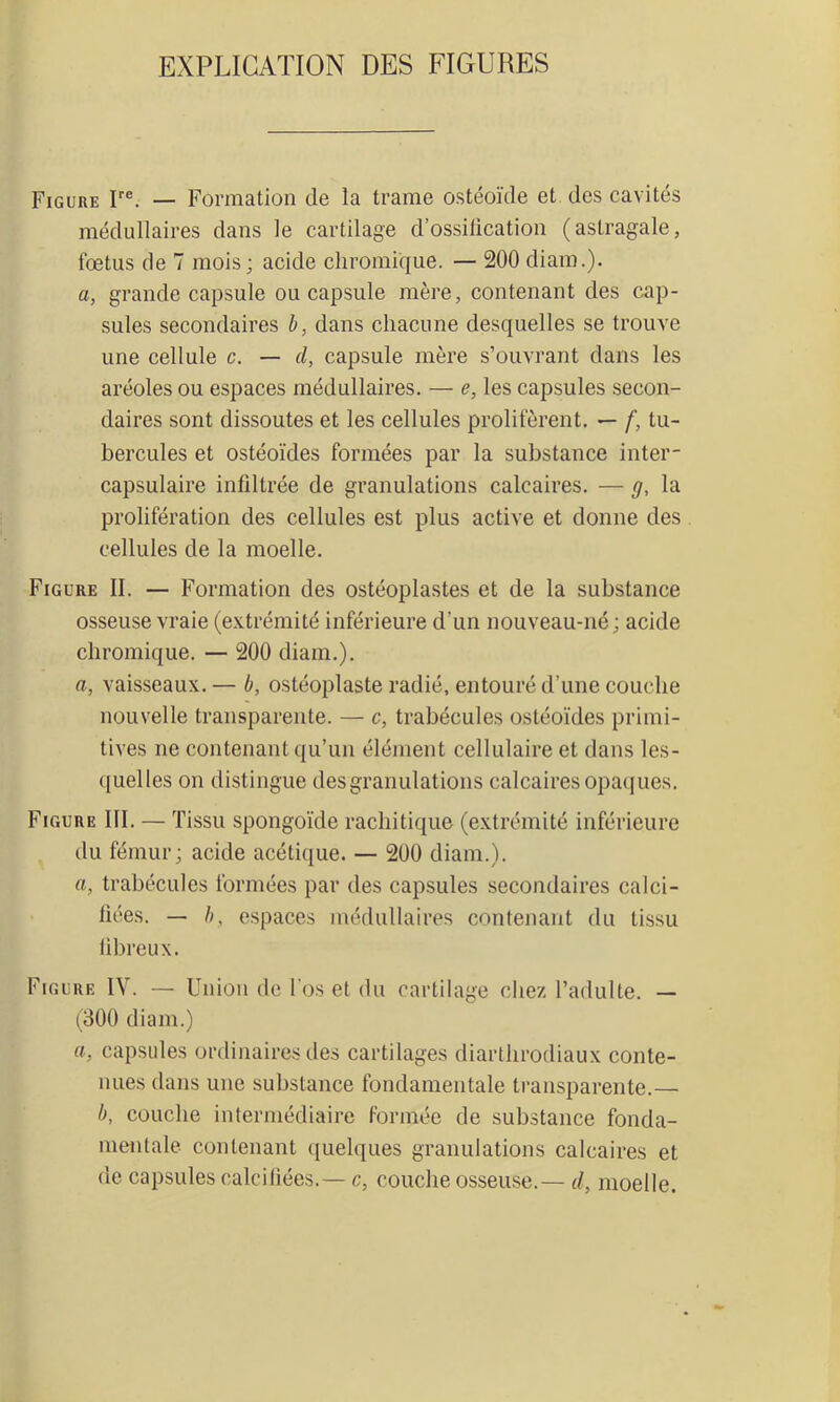 EXPLICATION DES FIGURES Figure P®. — Formation de la trame ostéoïde et des cavités médullaires dans le cartilage d’ossitication (astragale, fœtus de 7 mois; acide cliromique. — 200 diam.). a, grande capsule ou capsule mère, contenant des cap- sules secondaires è, dans chacune desquelles se trouve une cellule c. — d, capsule mère s’ouvrant dans les aréoles ou espaces médullaires. — e, les capsules secon- daires sont dissoutes et les cellules prolifèrent. — f, tu- bercules et ostéoïdes formées par la substance inter- capsulaire infiltrée de granulations calcaires. — g, la prolifération des cellules est plus active et donne des cellules de la moelle. Figure II. — Formation des ostéoplastes et de la substance osseuse vraie (extrémité inférieure d’un nouveau-né; acide cliromique. — 200 diam.). fl, vaisseaux. — h, ostéoplaste radié, entouré d’une couche nouvelle transparente. — c, trabécules ostéoïdes primi- tives ne contenant qu’un élément cellulaire et dans les- quelles on distingue des granulations calcaires opaques. Figure III. — Tissu spongoïde rachitique (extrémité inférieure du fémur; acide acétique. — 200 diam.). fl, trabécules formées par des capsules secondaires calci- fiées. — h, espaces médullaires contenant du tissu fibreux. Figure IV. — Union de l’os et du cartilage chez l’adulte. — (300 diam.) fl, capsules ordinaires des cartilages diarlhrodiaux conte- nues dans une substance fondamentale transparente.— h, couche intermédiaire Formée de substance fonda- mentale contenant quelques granulations calcaires et de capsules calcifiées.— c, couche osseuse.— d, moelle.