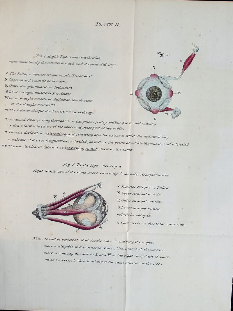 PLATE If. TiO.J Eight Eye. Front itewshewuig more immediately the muscles divided and. Uupoint of division;. t The Talley or superior obUgue muscle -Tnatilearu* ^ h'pper straight muscle or levator E Oicter straight muscle or Abducent t S I owcr straight muscle orjleprimens. dinner straight muscle, or Adduce™, the shortest, of the Straight muscles.** m. The. Inferior ol/Ugue. the shor test muscle, of the eg*. * * named Tram passing through a cartilaginous pulley confuung it lira ir. in the direction of the upper and inner part of the orbit,. it to cuuh muting ** d '~n/u^anf , Shewing the, scuner. lig 2 .flight Eye shewing ay right' hand W ofthe same. mmc espenedlg^ the outer straighfmi^ e Superior- ohU^tce/ arJPuZUp. -N Upper s-tf-cug/iP nvus-cled. E Outer .strcucffifi rjzttseles S Lo wer straight? rrtusEte/. nvInStrior ohlufivce;. n Optic nerves, rcU/irrto the carversuie -Vote. It with be/perceived/, thud, forth* s/she ofraidenag thesubject, metre intelligible, to the general reside, Thu. J *W^. W- ^ W iWtri* ^c„ ^ '*'**' lVhK O^'lung of the same mus cles my the, left .