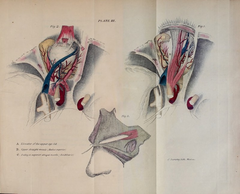 P1.ATE III. O'. Dusnjihy, bLth. .Madras. A . Elevator of the ujificr eye -Lid . logger straight mas dr / Urdus sufierior) C - Fulley or sujwicr oblique muscle / Tt edit cans) Fig. 'J.