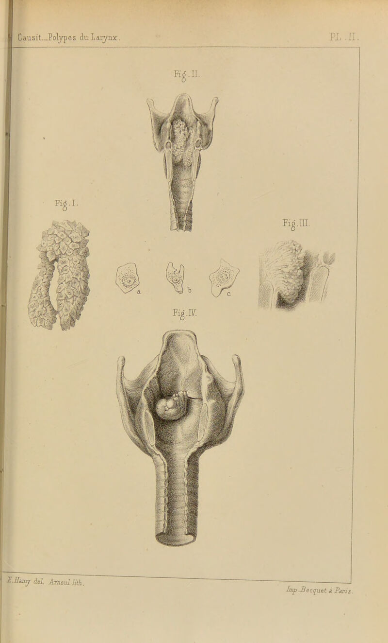 E.Hamy del. Amoul lith.