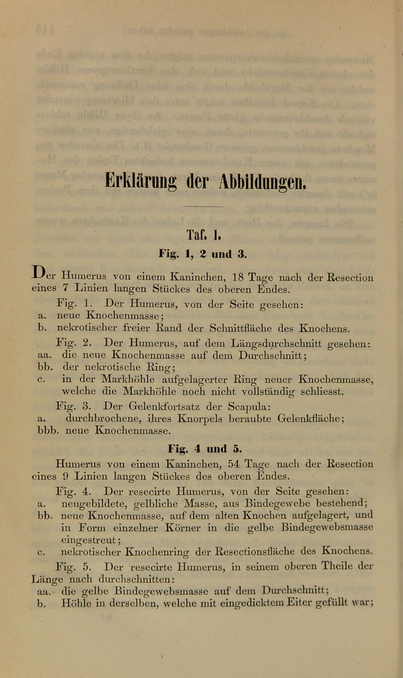 Erklärung der Abbildungen. Tar. I. Fig. 1, 2 und 3. Der Humerus von einem Kaninchen, 18 Tage nach der Resection eines 7 Linien langen Stückes des oberen Endes. Fig. 1. Der Humerus, von der Seite gesehen: a. neue Knochenmasse; b. nekrotischer freier Rand der Schnittfläche des Knochens. Fig. 2. Der Humerus, auf dem Längsdurchschnitt gesehen: aa. die neue Knochenmasse auf dem Durchschnitt; bb. der nekrotische Ring; c. in der Markhöhle aufgelagerter Ring neuer Knochenmasse, welche die Markhöhle noch nicht vollständig schliesst. Fig. 3. Der Gelenkfortsatz der Scapula: a. durchbrochene, ihres Knorpels beraubte Gelenkfläche; bbb. neue Knochenmasse. Fig. 4 und 5. Humerus von einem Kaninchen, 54 Tage nach der Resection eines 9 Linien langen Stückes des oberen Endes. Fig. 4. Der resecirte Humerus, von der Seite gesehen: a. neugebildete, gelbliche Masse, aus Bindegewebe bestehend; bb. neue Knochenmasse, auf dem alten Knochen aufgelagert, und in Form einzelner Körner in die gelbe Bindegewebsmasse eingestreut; c. nekrotischer Knochenring der Resectionsfläche des Knochens. Fig. 5. Der resecirte Humerus, in seinem oberen Theile der Länge nach durchschnitten: aa. die gelbe Bindegewebsmasse auf dem Durchschnitt; b. Höhle in derselben, welche mit eingedicktem Eiter gefüllt war;