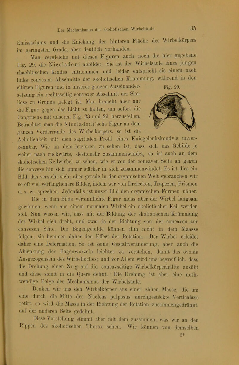 Emissariums und die Knickung der hinteren Fläche des 'Wirbelkörpers ira geringsten Grade, aber deutlich vorhanden. IMan vergleiche mit diesen Figuren auch noch die hier gegebene Fig. 29, die Nicol adoni abbildet. Sie ist der Wirbelsäule eines jungen rhachitischen Kindes entnommen und leider entspricht sie einem nach links convexen Abschnitte der skoliotisehen Krümmung, während in den citirten Figuren und in unserer ganzen Auseinander- pjg 29. Setzung ein rechtsseitig convexer Abschnitt der Sko- liose zu Grunde gelegt ist. Man braucht aber nur die Figur gegen das Licht zu halten, um sofort die Congruenz mit unseren Fig. 23 und 29 herzustellen. Betrachtet man die Nicoladoni’sche Figur an dem ganzen Vorderrande des Wirbelkörpers, so ist die Aehnlichkeit mit dem sagittalen Profil eines Kniegelenkskondyls unver- kennbar. Wie an dem letzteren zu sehen ist, dass sich das Gebilde je weiter nach rückwärts, destomehr zusammenwindet, so ist auch an dem skoliotisehen KeilwKbel zu sehen, wie er von der concaven Seite an gegen die convexe hin sich immer stärker in sich zusammenwindet. Es ist dies ein Bild, das versteht sich; aber gerade in der organischen Welt gebrauchen wir so oft viel verfänglichere Bilder, indem wir von Dreiecken, Trapezen, Prismen u. s. w. sprechen. Jedenfalls ist unser Bild den organischen Formen näher. Die in dem Bilde versinnlichte Figur muss aber der Wirbel langsam gewinnen, wenn aus einem normalen Wirbel ein skoliotischer Keil werden soll. Nun wissen wir, dass mit der Bildung der skoliotisehen Krümmung der Wirbel sich dreht, und zwar in der Eichtung von der concaven zur convexen Seite. Die Bogengebilde können ihm nicht in dem Maasse folgen; sie hemmen daher den Effect der Rotation. Der Wirbel erleidet daher eine Deformation. So ist seine Gestaltveränderung, aber auch die Ablenkung der Bogenwurzeln leichter zu verstehen, damit das ovoide Ausgezogensein des Wirbelloches; und vor Allem wird uns begreiflich, dass die Drehung einen Zug auf die concavseitige Wirbelkörperhälfte ausübt und diese somit in die Quere dehnt. Die Drehung ist aber eine noth- wendige Folge des Mechanismus der Wirbelsäule. Denken wir uns den Wirbelkörper aus einer zähen .Masse, die um eine durch die Mitte des Nucleus pulposus durch gestückte Verticalaxe rotirt, so wird die Masse in der Richtung der Rotation zusammengedrängt, auf der anderen Seite gedehnt. Diese erstellnng stimmt al)er mit dem zmsammen, was wir an den Rippen des skoliotisehen Xhorax sehen. AVir können von demselben 3*