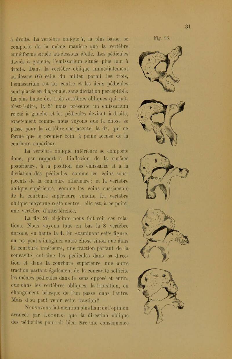 comporte de la même manière que la vertèbre cunéiforme située au-dessous d’elle. Les pédicules déviés à gauche, l’emissarium située plus loin à droite. Dans la vertèbre oblique immédiatement au-dessus (6) celle du milieu parmi les trois, l’emissarium est au centre et les deux pédicules sont placés en diagonale, sans déviation perceptible. La plus haute des trois vertèbres obliques qui suit, c’est-à-dire, la 5® nous présente un eraissarium rejeté à gauche et les pédicules déviant à droite, exactement comme nous voyons que la chose se passe pour la vertèbre sus-jacente, la 4®, qui ne forme que le premier coin, à peine accusé de la courbure supérieur. La vertèljre oblique inférieure se comporte donc, par rapport à l’inflexion de la surface postérieure, à la position des emissaria et à la déviation des pédicules, comme les coins sous- jacents de la courbure inférieure; et la vertèbre oblique supérieure, comme les coins sus-jacents de la courbure supérieure voisine. La vertèbre oblique moyenne reste neutre; elle est, à ce point, une vertèbre d’interférence. La fig. 26 ci-jointe nous fait voir ces rela- tions. Nous voyons tout en bas la 8 vertèbre dorsale, en haute la 4. En examinant cette figure, on ne peut s’imaginer autre chose sinon que dans la courbure inférieure, une traction partant de la concavité, entraîne les pédicules dans sa direc- tion et dans la courbure supérieure une autre traction partant également de la concavité sollicite les mêmes pédicules dans le sens opposé et enfin, que dans les vertèbres obli(|ues, la transition, ou changement brusque de l’im passe dans l’autre. Mais d’où peut venir cette traction? bious avons fait mention plus haut de l’opinion avancée par Lorenz, (pie la direction oblique des pédicules pourrait bien être une conséipience 1