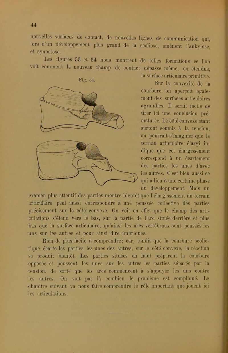 nouvelles suifaces de contact, de nouvelles lignes de communication qui, lors d’un développement plus grand de la scoliose, amènent l’ankylose, et synostose. Les ligures 33 et 34 nous montrent de telles formations ce l’on voit comment le nouveau champ de contact dépasse môme, en étendue, la surface articulaire primitive. Sur la convexité de la courbure, on aperçoit égale- ment des surfaces articulaires agrandies. Il serait facile de tirer ici une conclusion pré- maturée. Le côté convexe étant surtout soumis à la tension, on pourrait s’imaginer que le terrain articulaire élargi in- dique que cet élargissement correspond à un écartement des parties les unes d’avec les autres. C’est bien aussi ce qui a lieu à une certaine phase du développement. Mais un examen plus attentif des parties montre bientôt que l’élargissement du terrain articulaire peut aussi correspondre à une poussée collective des parties précisément sur le côté convexe. On voit en effet que le champ des arti- culations s’étend vers le bas, sur la partie de l’arc située derrière et plus bas que la surface articulaire, qu’ainsi les arcs vertébraux sont poussés les uns sur les autres et pour ainsi dire imbriqués. Bien de plus facile à comprendre; car, tandis que la courbure scolio- tique écarte les parties les unes des autres, sur le côté convexe, la réaction se produit bientôt. Les parties situées en haut préparent la courbure opposée et poussent les unes sur les autres les parties séparés par la tension, de sorte que les arcs commencent à s’appu}^!- les uns contre les autres. On voit par là combien le problème est compliqué. Le chapitre suivant va nous faire comprendre le rôle important que jouent ici les articulations. Fig. 34.