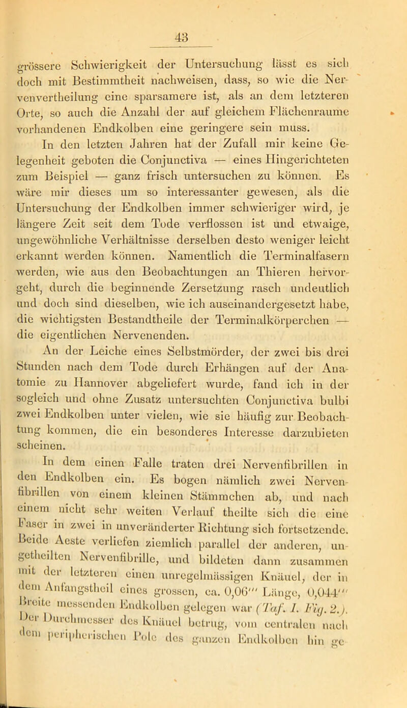 grössere Seliwierigkeit der Untersuchung lässt es sich doch mit Bestimmtheit nachweisen, dass, so wie die Ner- venvertheilung eine sparsamere ist, als an dem letzteren Orte, so aueh die Anzahl der auf gleichem Flächenraumc vorhandenen Endkolben eine geringere sein muss. In den letzten Jahren hat der Zufall mir keine Ge- legenheit geboten die Conjunctiva — eines Hingerichteten zum Beispiel — ganz frisch untex'suchen zu können. Es wäre mir dieses um so interessanter gewesen, als die Untersuchung der Endkolben immer schwieriger wird, je längere Zeit seit dem Tode verflossen ist und etwaige, ungewöhnliche Verhältnisse derselben desto weniger leicht erkannt werden können. Namentlich die Terminalfasern werden, wie aus den Beobaehtungen an Thieren hefvor- geht, durch die beginnende Zersetzung rasch undeutlich und doch sind dieselben, wie ich auseinandergesetzt habe, die wichtigsten Bestandtheile der Terminalkörperchen — die eigentlichen Nervenenden. An der Leiche eines Selbstmörder, der zwei bis drei Stunden nach dem Tode durch Erhängen auf der Ana- tomie zu Hannover abgeliefert wurde, fand ich in der sogleich und ohne Zusatz untersuchten Conjunctiva bulbi zwei Endkolben unter vielen, wie sie häufig zur Beobach- tung kommen, die ein besonderes Interesse darzubieten scheinen. In dem einen Falle traten drei Nervenfibrillen in den Endkolben ein. Es bogen nämlich zwei Nerven fibrillen von einem kleinen Stämmchen ab, und nach einem nicht sehr weiten Verlauf theilte sich die eine I ascr m zwei m unveränderter Richtung sich fortsctzcndc. Beide Aeste verliefen ziemlich parallel der anderen, un t,ethciltcn Nervcnflbrillc, und bildeten dann zusammen mit der letzteren einen unregelmässigen Knäuel, der in dem Antangsthcil eines grossen, ca. 0,OG' Länge, 0,044' Breite messenden Endkolbcn gelegen war (7«/. 1. Fi<j.2.). >ei Uurchmesser des Knäuel betrug, vom centralen nach dem i-criphcrischcn Pole des ganzen Endkolbcn hin uc
