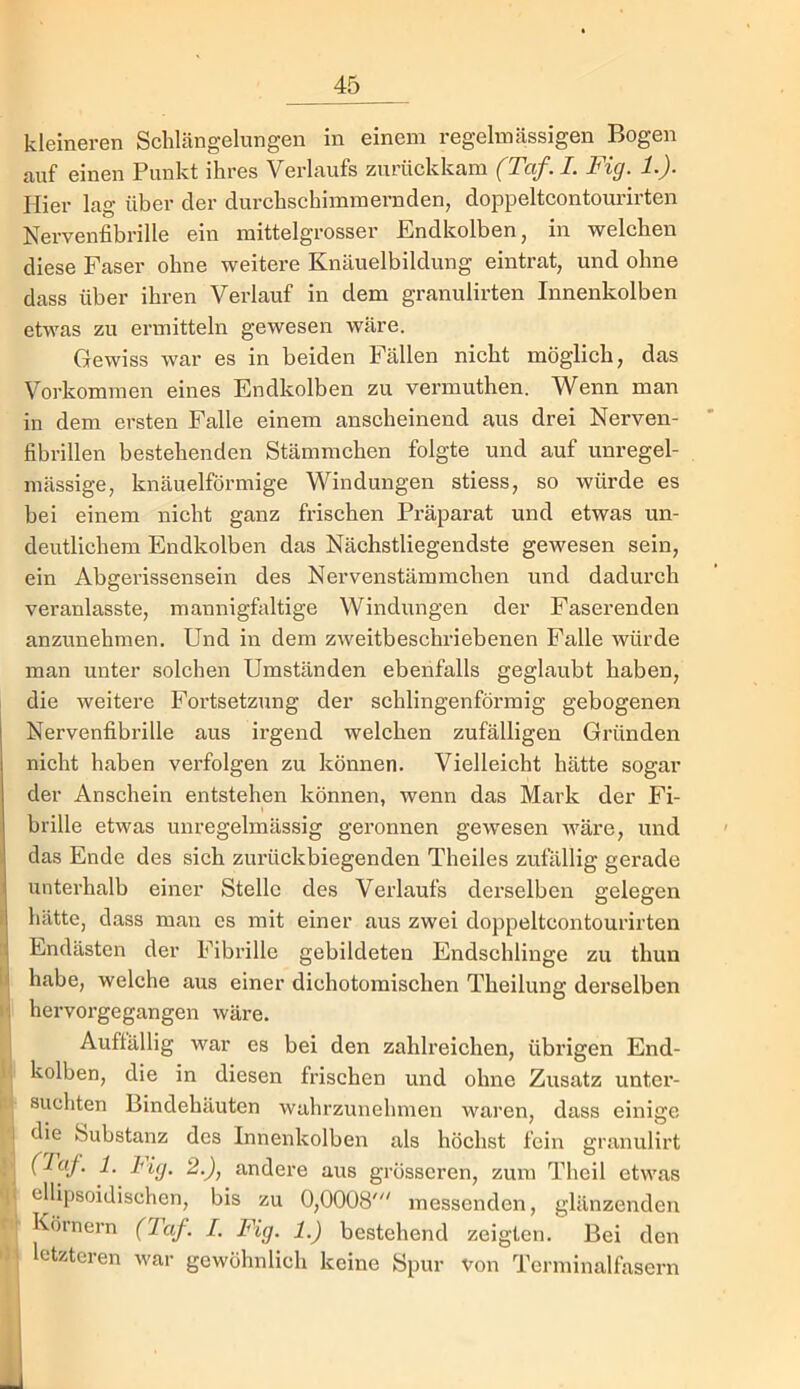 kleineren Schlängelungen in einem regelmässigen Bogen auf einen Punkt ihres Verlaufs zurückkam (Taf. L Fig. 1.). Hier lag über der durchschimmernden, doppeltcontourirten Nervenfibrille ein mittelgrosser Endkolben, in welchen diese Faser ohne weitere Knäuelbildung eintrat, und ohne dass über ihren Verlauf in dem granulirten Innenkolben etwas zu ermitteln gewesen wäre. Gewiss war es in beiden Fällen nicht möglich, das Vorkommen eines Endkolben zu vermuthen. Wenn man in dem ersten Falle einem anscheinend aus drei Nerven- fibrillen bestehenden Stämmchen folgte und auf unregel- mässige, knäuelförmige Windungen stiess, so würde es bei einem nicht ganz frischen Präparat und etwas un- deutlichem Endkolben das Nächstliegendste gewesen sein, ein Abgerissensein des Nervenstämmchen und dadurch veranlasste, mannigfaltige Windungen der Faserenden anzunehmen. Und in dem zweitbeschriebenen Falle würde man unter solchen Umständen ebenfalls geglaubt haben, die weitere Fortsetzung der schlingenförmig gebogenen Nervenfibrille aus irgend welchen zufälligen Gründen nicht haben verfolgen zu können. Vielleicht hätte sogar der Anschein entstehen können, wenn das Mark der Fi- brille etwas unregelmässig geronnen gewesen wäre, und das Ende des sich zurückbiegenden Theiles zufällig gerade I unterhalb einer Stelle des Verlaufs derselben gelegen i hätte, dass man cs mit einer aus zwei doppeltcontourirten n Endästen der Fibiälle gebildeten Endschlinge zu thun ii habe, welche aus einer dichotomischen Theilung derselben '1 hervorgegangen wäre. I Auftällig war es bei den zahlreichen, übrigen End- kolben, die in diesen frischen und ohne Zusatz unter- 10 suchten Bindehäuten wahrzunehmen waren, dass einige j die Substanz des Innenkolben als höchst fein granulirt Pj (Taf. 1. 2.), andere aus grösseren, zum Theil etwas <l'( ellipsoidischen, bis zu 0,0008' messenden, glänzenden Kötnern (Taf. I. Fig. 1.) bestehend zeigten. Bei den letzteren war gewöhnlich keine Spur von Terminalfasern