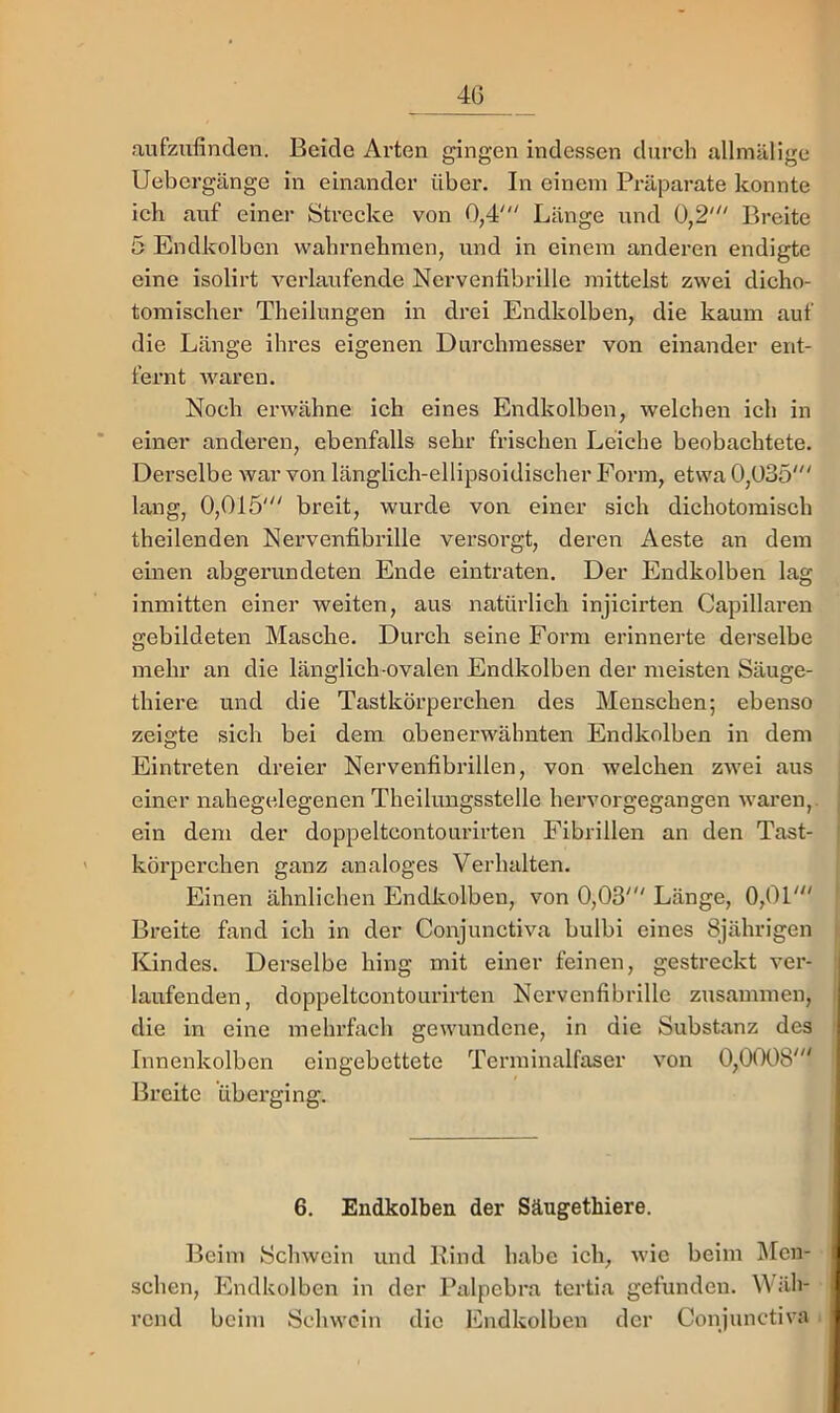4Ü aufzufinden. Beide Arten gingen indessen durch allmälige Uebergänge in einander über. In einem Präparate konnte ich auf einer Strecke von 0,4' Länge und 0,2' Breite 5 Endkolbcn wahrnehmen, und in einem anderen endigte eine isolirt verlaufende Nervenfibrillc mittelst zwei dicho- tomischer Theilungen in drei Endkolben, die kaum auf die Länge ihres eigenen Durchmesser von einander ent- fernt waren. Noch erwähne ich eines Endkolben, welchen ich in einer anderen, ebenfalls sehr frischen Leiche beobachtete. Derselbe war von länglich-ellipsoidischer Form, etwa 0,035' lang, 0,015' breit, wurde von einer sich dichotomisch theilenden Nervenfibrillc versorgt, deren Aeste an dem einen abgerundeten Ende eintraten. Der Endkolben lag inmitten einer weiten, aus natürlich injicirten Capillaren gebildeten Masche. Durch seine Form erinnerte derselbe mehr an die länglich-ovalen Endkolben der meisten Säuge- thiere und die Tastkörperchen des Menschen; ebenso zeigte sich bei dem obenerwähnten Endkolben in dem Einti’eten dreier Nervenfibrillen, von welchen zwei aus einer nahegelegenen Theilungsstelle hervorgegangen waren,, ein dem der doppeltcontourirten Fibrillen an den Tast- körperchen ganz analoges Verhalten. Einen ähnlichen Endkolben, von 0,03' Länge, 0,01' Breite fand ich in der Conjunctiva bulbi eines 8jährigen Kindes. Derselbe hing mit einer feinen, gestreckt ver- laufenden, doppeltcontourirten Nervenfibrillc zusammen, die in eine mehrfach gewundene, in die Substanz des Innenkolben eingebettete Terminalfaser von 0,0008' Breite überging. 6. Endkolben der Sängethiere. Beim Schwein und Rind habe ich, wie beim Älcn- schen, Endkolben in der Palpebra tertia gefunden. Wäh- rend beim Schwein die Endkolben der Conjunctiva .