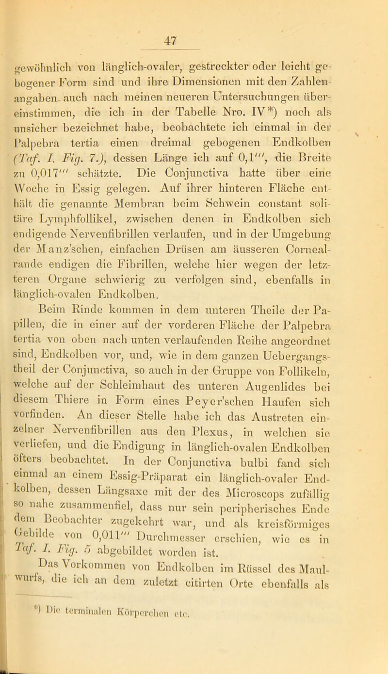 (^ewülinlich von länglich-ovaler, gestreckter oder leicht ge- botener Form sind und ihre Dimensionen mit den Zahlen angabem auch nach meinen neueren Untersuchungen über- einstimmen, die ich in der Tabelle Nro, IV*) noch als unsicher bezeichnet habe, beobaehtete ich einmal in der Palpebra tertia einen dreimal gebogenen Endkolben (Taf. I. Fig. 7.), dessen Länge ich auf 0,1', die Breite zu 0,017' schätzte. Die Conjunctiva hatte über eine Woche in Essig gelegen. Auf ihrer hinteren Fläche ent- hält die genannte Membran beim Schwein constant soli- täre Lymphfollikel, zwischen denen in Endkolben sich endigende Nervenfibrillen verlaufen, und in der Umgebung der Manz’schen, einfachen Drüsen am äusseren Corneal- rande endigen die Fibrillen, welche hier wegen der letz- teren Organe schwierig zu verfolgen sind, ebenfalls in länglich-ovalen End kolben. I Beim Rinde kommen in dem unteren Theile der Pa- l)illen, die in einer auf der vorderen Fläche der Palpebra tertia von oben nach unten verlaufenden Reihe angeordnet sind, Endkolben vor, und, wie in dem ganzen Uebergangs- theil der Conjunctiva, so auch in der Gruppe von Follikeln, welche auf der Schleimhaut des unteren Augenlides bei diesem Thiere in Form eines Peyer’schen Haufen sich vorfinden. An dieser Stelle habe ich das Austreten ein- zelner Nervenfibrillen aus den Plexus, in welchen sie verliefen, und die Endigung in länglich-ovalen Endkolbcn öfters beobachtet. In der Conjunctiva bulbi fand sieh einmal an einem Essig-Präparat ein länglich-ovaler End- kolben, dessen Längsaxe mit der des Microscops zufällig so nahe zusammenfiel, dass nur sein peripherisches Endo dem Beobachter zugekehrt war, und als kreisförmiges ^cbilde von 0,01P Durchmesser erschien, wie cs in Taf. I. Fig, r> abgebildct worden ist. Das Vorkommen von Endkolben im Rüssel des Maul- wurfs, die ich an dem zuletzt citirten Orte ebenfalls als \ *) ])io tcrniiiuöiMi Körpordioii etc.