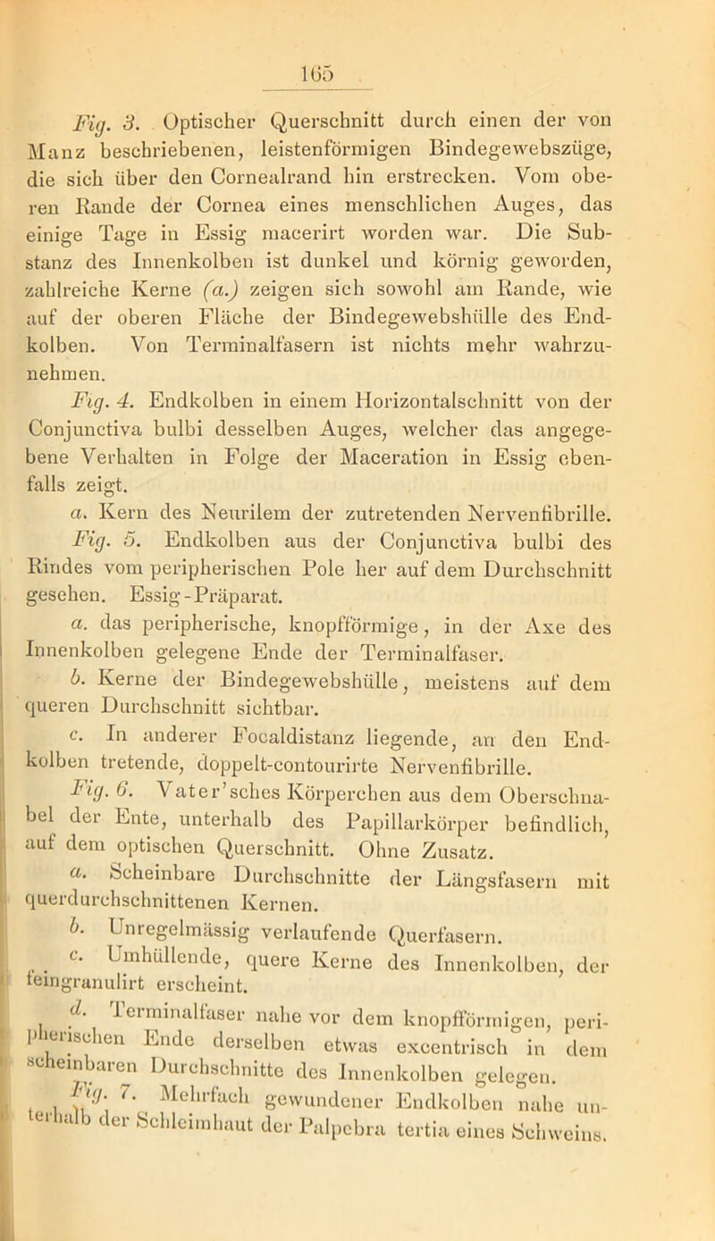 Manz beschriebenen, leistenförniigen Bindegewebszüge, die sich über den Cornealrand hin erstrecken. Vom obe- ren Rande der Cornea eines menschlichen Auges, das einige Tage in Essig macerirt worden war. Die Sub- stanz des Innenkolben ist dunkel und körnig geworden, zahlreiche Kerne (a.) zeigen sich sowohl am Rande, wie auf der oberen Fläche der Bindegewebshülle des End- kolben. Von Terminalfasern ist nichts mehr wahrzu- nehmen. Fig. 4. Endkolben in einem Horizontalschnitt von der Conjunctiva bulbi desselben Auges, welcher das angege- bene Verhalten in Folge der Maceration in Essig eben- falls zeigt, a. Kern des Neurilem der zutretenden NervenHbrille. Fig. 5. Endkolben aus der Conjunctiva bulbi des Rindes vom peripherischen Pole her auf dem Durchschnitt gesehen. Essig - Präparat. a. das peripherische, knopfförmige, in der Axe des Innenkolben gelegene Ende der Terminalfaser. b. Kerne der Bindegewebshülle, meistens auf dem queren Durchschnitt sichtbar. c. In anderer Focaldistanz liegende, an den End- kolben tretende, doppelt-contourirte Nervenfibrille. Mg. 6. Vater’sches Körperchen aus dem Oberschiia- bel der Ente, unterhalb des Papillarkörper befindlich, auf dem optischen Querschnitt. Ohne Zusatz. a. Scheinbare Durchschnitte der Längsfasern querdurchschnittenen Kernen. b. Unregelmässig verlaufende Querfasern. ^ c. Umhüllende, quei-e Kerne des Inncnkolben, leingranulirt erscheint. d. leiminaltaser nahe vor dem knopfi'örmigen, peri- pieiisehen Ende derselben etwas excentrisch in dem scaein aien Durchschnitte des Innenkolben gelegen. Mg. 7. Mehrfäch gewundener Endholben nahe un- terluilb der Schleimhaut der Palpcbra tertia eines Schweins. mit der