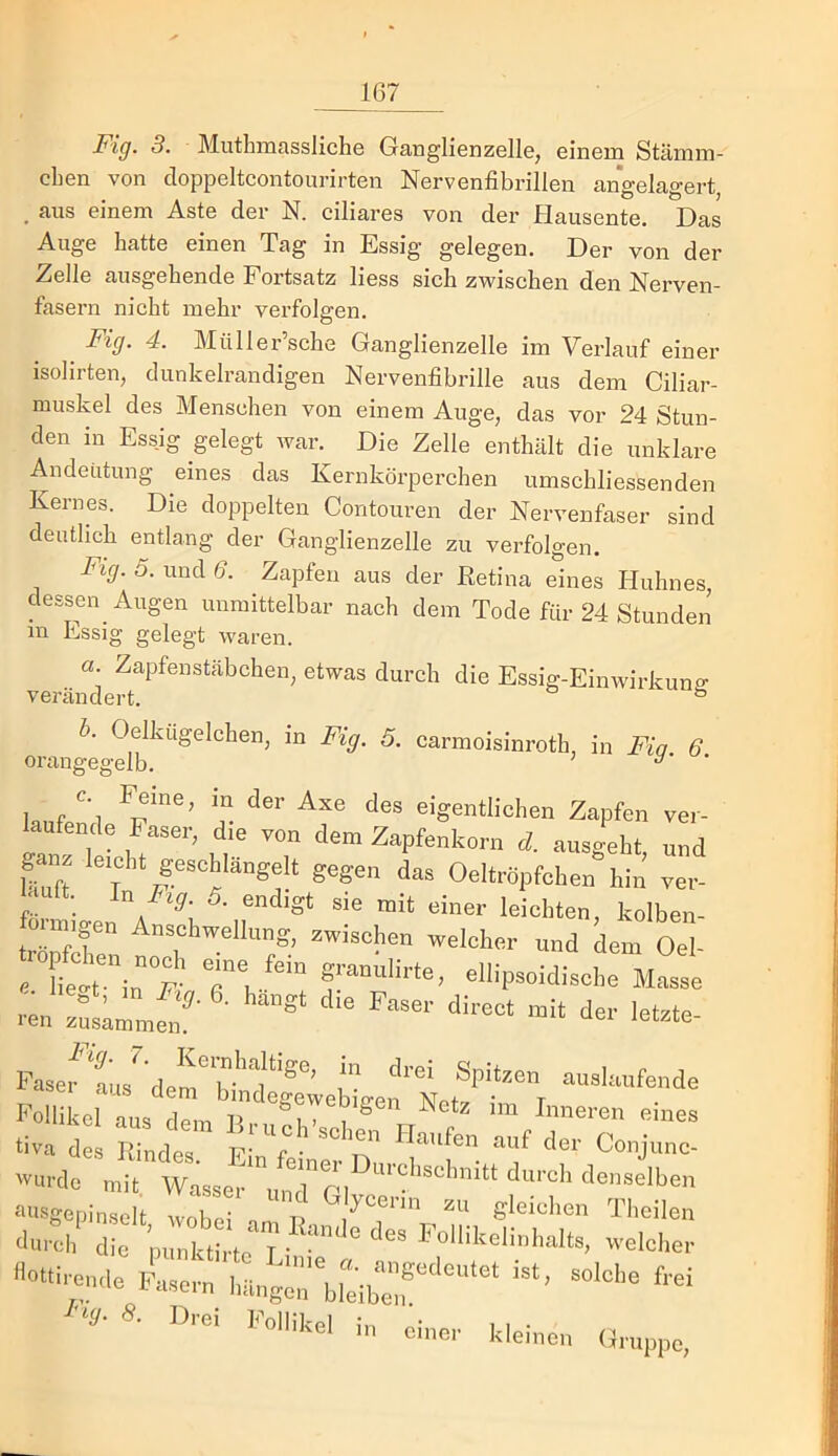 Fig. 3. Muthmassliche Gaoglienzelle, einem Stämm- cben von cloppeltcontourirten Nervenfibrillen angelagert, . aus einem Aste der N. ciliares von der Hausente. Das Auge hatte einen Tag in Essig gelegen. Der von der Zelle ausgehende Fortsatz liess sich zwischen den Nerven- fasern nicht mehr verfolgen. Fig. 4. Müller’sche Ganglienzelle im Verlauf einer isolirten, dunkelrandigen Nervenfibrille aus dem Ciliar- muskel des Menschen von einem Auge, das vor 24 Stun- den in Essig gelegt war. Die Zelle enthält die unklare Andeutung eines das Kernkörperchen umschliessenden Kernes. Die doppelten Contouren der Nervenfaser sind deutlich entlang der Ganglienzelle zu verfolgen. Fig. 5. und 6. Zapfen aus der Retina eines Huhnes dessen Augen unmittelbar nach dem Tode für 24 Stunden m Essig gelegt waren. a. Zapfenstäbchen, etwas durch die Essig-Einwirkunff verändert. ° b. Oelkügelchen, in Fig. 5. carmoisinroth, in Fia t orangegelb. Imif/'l eigentlichen Zapfen vei laufende Faser, die von dem Zapfenkorn d. ausgeht um huft ‘ das Oeltröpfchen hin ver ■ ult. In 5. endigl sie mit einer leichten, kolben förmigen Anschwellung, zwischen welcher und dem Oe tröpfeln :„^h eine fein grannlirte, ellipsoidisohe Mas l^ase^ts^e■rS:|^e^ge:1e.?‘^ Follikel aus flpm , , Sen Netz im Inneren eines tiva des Rindes. Ein'feine^S 'vurde mit Wasser 1 ni denselben ausgepins It wie p gleichen Theilen dun=h I m nttL T Follikelinhalts, welcher o«oe„de iUr:'hL,g:rb,:ib:f'“' '■‘y- «• Drei Follikel i„ einer kleinen Gruppe,