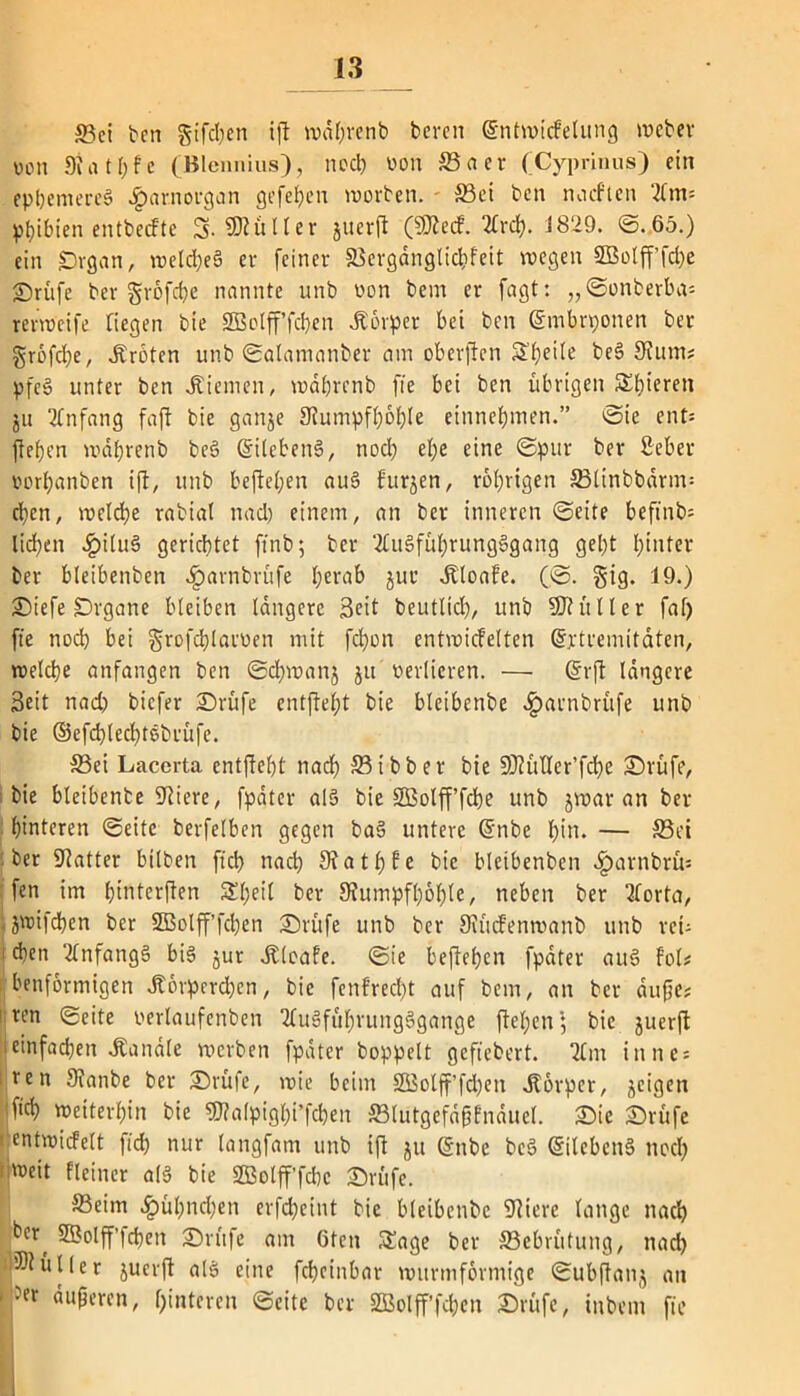 Sei ben giften ift wdbrenb bereu (Sntwicfelung weber von 9ia t ()f e (Bienmus), noch von Sa er (Cyprinus) ein ephemeres #arnorgan gefehen worben. Sei ben nachten 2ltn= phibien entbeefte 3. SRüIIer juerft (9Re<f. 2lrd). i829. ©.65.) ein £>rgan, roelc&eS er feiner Sergdngtidifeit wegen 5Bolff’fd)e ©rufe ber grofehe nannte unb von bem er fagt: „©onberba* renveife Hegen bie SBolff’fcben Körper bei ben ©mbrponen ber grofd)e, Kröten unb ©atanianber am oberften Steile be§ 9funu pfe§ unter ben Kiemen, wdbrenb fie bei ben übrigen Sbieren 511 Anfang faft bie ganje Siumpfhohle entnehmen.” ©ie ent= ftefjen wdbrenb be§ GntcbenS, nocl) el;e eine ©pur ber Seber vorljanben ift, unb befielen au§ furjen, vorigen Slinbbdrm= eben, welche rabiat nad) einem, an ber inneren ©eite beftnb= lid)en £ilu3 gerichtet ftnb; ber 2tu§fübrung§gang get)t hinter ber bteibenben ^arnbrüfe herab jur dlloafe. (,©. gtg. 19.) ©iefe Organe bleiben tangere Seit beuttich, unb SJh'tller faf> fte noch bei grofchlarven mit fd>on entwickelten @jctremitdten, welche anfangen ben ©d)wanj ju verlieren. — ©rft längere Seit nad) biefer ©rufe entfteht bie bleibenbe .fparnbrufe unb bie ©efdjlechtöbrüfe. Sei Lacerta entfteht nach Sibber bie SD'tütler’fcbe ©rufe, bie bleibenbe Spiere, fpdter als bie SBolff’fcbe unb jwar an ber hinteren ©eite berfetben gegen baS untere ©nbe h>u. — Set ber Statter bilben ftd> nad) 3ta tl)fe bie bteibenben ^)arnbrü= fen im btnterften Sheit ber 9?umpfl)6ble, neben ber 2forta, . jwifchen ber SBoIfffd)en ©rufe unb ber Siücfenwanb unb reu d)en 2tnfang§ bis jur dtloafe. ©ie beffehen fpdter auS fol# benfortnigen dbbrpcrdjen, bie fenf’red)t auf bem, an ber dufte* ren «Seite verlaufenben 2luSfül)rungSgange flehen; bie juerft einfachen handle werben fpdter hoppelt gefiebert. 21 m ittne = fen 9tanbe ber ©rufe, wie beim SBolfffdjen Körper, jeigen ftch weiterhin bie SRalpighi’fcben Stutgcfdpfnduel. ©ie ©rufe entwickelt fid) nur langfam unb ift ju ©nbe beS ©ilcbcnS nocl) weit Heiner afft bie SBotfffcbc ©rufe. Seim £ül)nd)en erfcheint bie bleibenbe Stiere lange nach ber^ SBolff|cbeit ©rufe am 6ten Sage ber Sebrütung, nad) ®tütler juerft atS eine fcheinbar mttrmförmige ©ubftanj an »'Jet dufteren, hinteren ©eite ber 3Bolff’fd)cn ©rufe, tnbetn fte