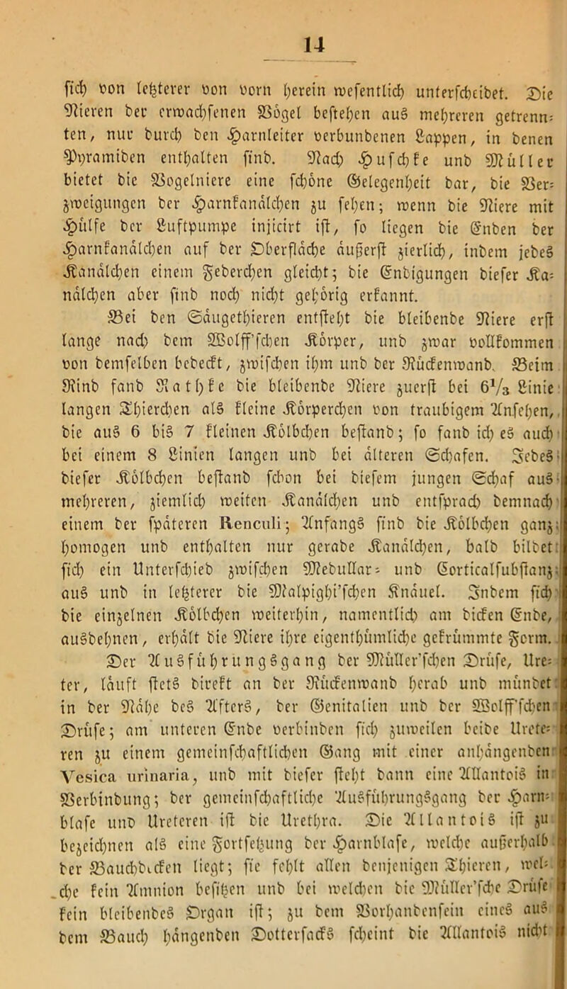 fiel) von festerer von vorn (jerein wefentlid) unferfebeibet. Die Vieren ber erwachfenen Söogel befteljcn au§ mehreren getrennt ten, nur burd) ben Harnleiter verbunbenen Sappen, in benen 9)pramiben enthalten ftnb. 9?ad) Hufthke unb SDtüller bietet bic ©ogelniere eine fdjonc Gelegenheit bar, bie S3er= Neigungen ber Harnkanälchen $u feljen; wenn bie Spiere mit Hülfe ber Luftpumpe injicirt ift, fo liegen bic @nben ber Harnfandlcben auf ber Dberfladje dufjerft jierlich, tnbem jebeS dbandlcljen einem geberdjen gleidjt 5 bie ©nbigungen biefer ndlcljen aber ftnb noch nicht gehörig erkannt. ©ei ben ©dugetljieren entffeljt bie blcibenbe kliere erft lange nad) bem SBolfffcben .Körper, unb jwar vollkommen von bcmfelben bebeeft, jwifdjen iljm unb ber 9lückenwanb. ©etm 9iinb fanb Slatljfc bie blcibenbe ältere juerft bei 6V3 ßinie langen Sljierdien al§ kleine .Korperdjen von traubigem 2ln.fel)en, bie au§ 6 bi§ 7 kleinen Jtölbdjen beflanb; fo fanb id) eS audv bei einem 8 Sinien langen unb bei alteren ©djafen. SebeSi biefer .Kölbchen beflanb febon bei btefem jungen Schaf au§' mehreren, ziemlich weiten .Kanälchen unb entfprad) betnnach einem ber fpätcrcn Renculi; Anfangs ftnb bie .Kölbchen ganj: homogen unb enthalten nur gerabe ilanaldjen, balb bilbet: ftd) ein Unterfcbieb jwifdjen SRebullar- unb ßorticalfubftanj; aut> unb in (elfterer bie $Dfalpigbi’fd)cn Änduel. Snbem ffd) bie einzelnen -Kolbdjen weiterhin, namentlid) am biefen Gnbe, au§bel;nen, erhält bic kliere iljre eigentümliche gekrümmte germ. Der TluSfüIjtungeSgang ber SJJJüller’fchen Drüfe, Ure= ter, lauft flet§ birekt an ber 9iückenwanb herab unb munbet in ber 9täl)e bcS llftcrg, ber ©cnitalien unb ber 2Bolfffd;en Drüfc; am unteren Cntbe verbinben ftd) juweilcn beibe Urete* ren ju einem gemeinfcbaftlidjen ©attg mit einer anljangenbcn Vesica urinaria, unb mit biefer fleljt bann eine 2(llantoi3 in ©erbinbung; ber gcmcinfchaftlidje 'duffübrungSgang ber Harm blafc unb Ureteren ijl bie Urethra. Die 2CllantoU ift jU bezeichnen al§ eine gortfefuing ber Havnblafe, welche außerhalb ber ©auchbicfen liegt; ftc fehlt allen benjenigen £l)icrcn, weis che kein Amnion heften unb bei welchen bie 9J?üller’fd)e Drüfe fein bleibenbeS Drgait ift; ju betn SSorljanbenfein cine§ auf’ bem ©auch h<5ngcnt>en DottcrfacfS fcljeint bic OTantoiS nicht