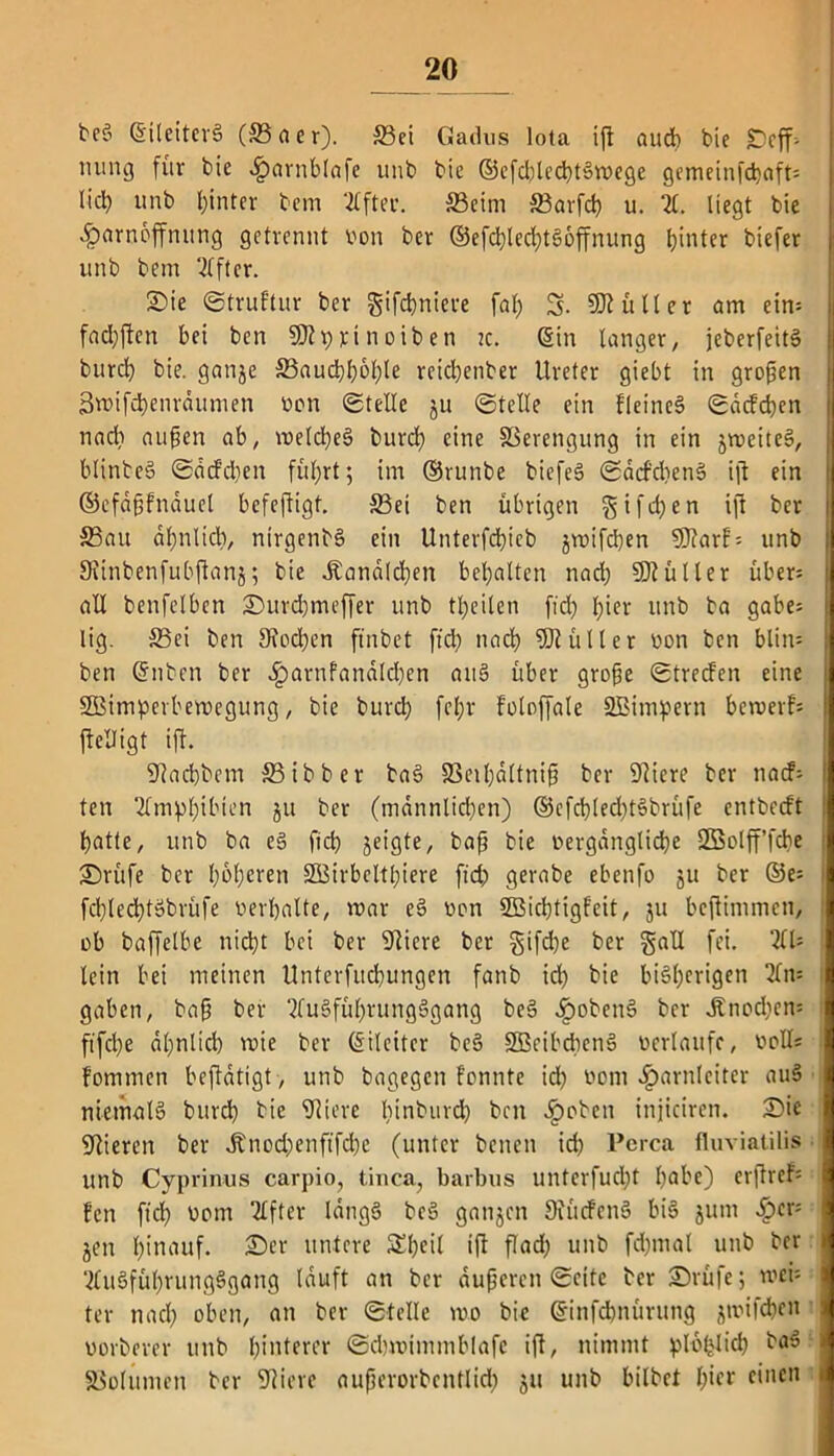 beS ©ileiterS (33 a er). 33ei Gadus Iota ift auch bie £eff- nung für bie Harnblafe unb bie ©efdüecbtSrocge gcmeinfcboft= lieb unb hinter bem After. 33eim 33arfd) u. 21. liegt bie Harnoffnitng getrennt von ber ©efd)Ied)tS6ffnung hinter biefer unb bem 2lfter. Sie ©truftur ber gifcfcniere fal; 3. 502 ü 11 er am ein= fad;ften bei ben SOZprinoiben tc. ©in langer, jeberfeitS burch bie. ganje 33aud)l)bl)le reidhenber Ureter giebt in großen 3roifd)enrdumen von ©teile ju ©teile ein fleineS ©adeben nach auffen ab, welches burch eine SSerengung in ein jweiteS, blinteö ©drf’d)en führt; im ©runbe biefeö ©dd'chenS ifl ein ©efafjfnauel befeftigt. 33ei ben übrigen giften ift ber S3au ähnlich, nirgends ein Unterfd)ieb jwifchen SJtarf: unb Stinbenfubftanj; bie Landleben behalten nad) 502üIler über: all benfelbcn Surchmeffer unb theilen fid) hier unb ba gäbe: lig. S5ei ben Stochen ftnbet ft'd? nach 502 üller von ben blim ben ©nben ber Harnfandld)en auS über groffe ©treden eine SBimperbewegung, bie burch fef;r foloffale 2Bimpern bewert ftelligt ift. Stacbbem S3 i b b e r baS 33eil)dltnip ber Stiere ber nad: ten Amphibien jit ber (männlichen) ©cfd)ted)tSbrüfe entbedt hatte, unb ba es fich §eigte, baff bie vergängliche Sßolff’fcbe Srüfe ber hofjercrt SGBirbelthiere ftd) gerabe ebenfo ju ber ©e: fchlechtSbrüfe verhalte, mar eS von Sßicbtigfcit, ju beftimmen, ob baffetbe nicht bei ber Stiere ber gifdjc ber gall fei. 2lü lein bei meinen Unterfuchungen fanb id) bie bi§f)cvigen 2ln: gaben, baff ber 2fuSfül)tungSgang beS ^tobenS ber JSnod)en: ftfehe ähnlich mie ber ©ilcitcr beS SBeibcbcnS verlaufe, voll: fommen beftdtigt, unb bagegen fonnte id) vom Harnleiter auS niemals burch bie Stiere lunburd) ben injicircn. Sie Stieren ber J?nod)enfifd)e (unter benen id) Pcrca fluviatilis unb Cyprinus carpio, tinca, barbus unterfud)t höbe) erftrefc fen fich ue*m Elfter iüngS beS ganzen SiüdenS bis jum dper: jen hinauf. Ser untere Sl)eil ift fl ad) unb fd)mat unb ber 2luSfül)VungSgang lauft an ber duneren ©eite ber Srüfe; wer- ter nad) oben, an ber ©teile mo bie ©infd)nürung ^milchen vorderer unb hinterer ©chmimmblafc ift, nimmt plbtjlid) baS SBolumen ber Stiere auperorbcntlid) ju unb bilbet f;icr einen