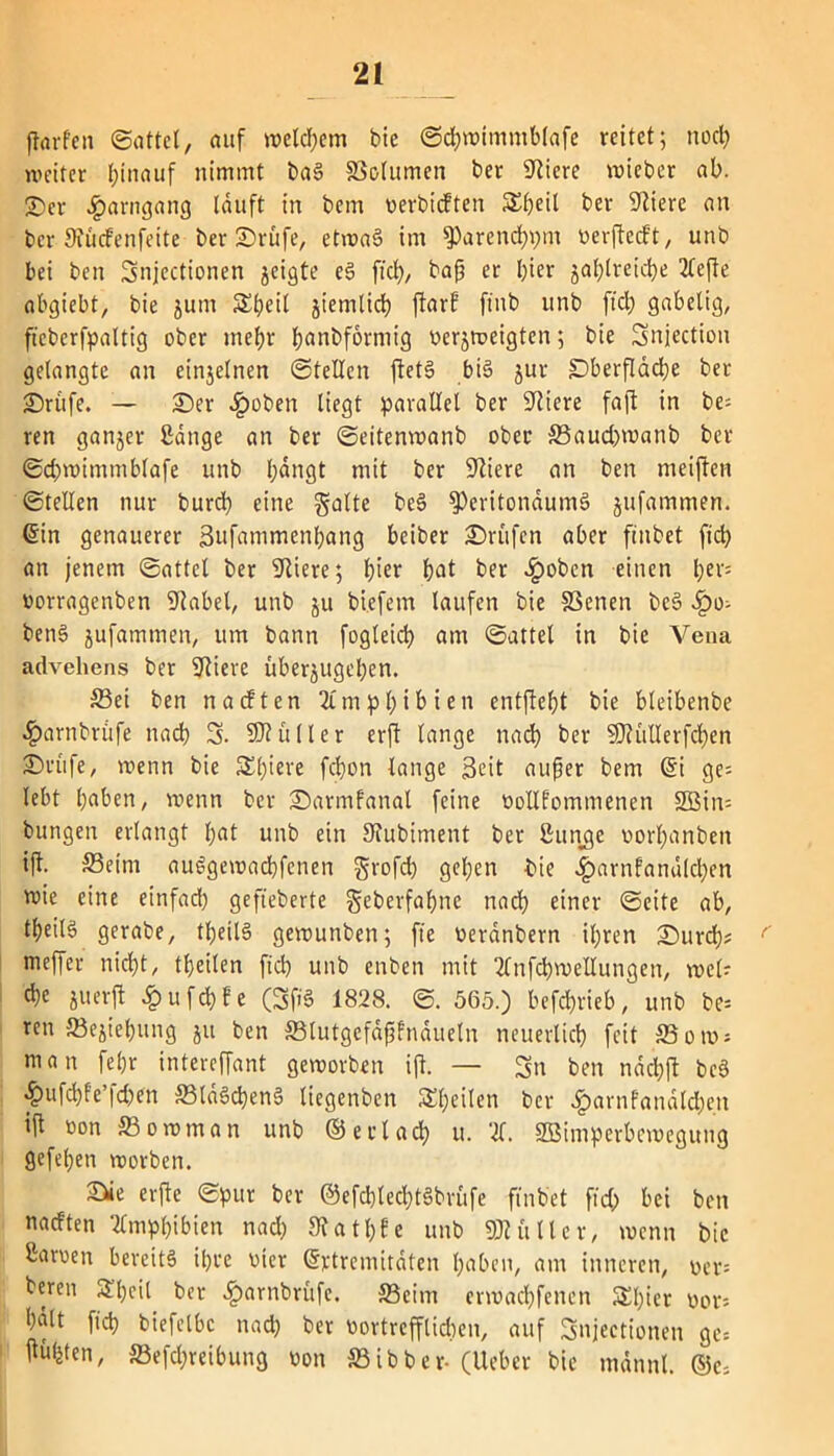 ftarfen Sattel, auf welchem bic Scbwimmblafe reitet; noch weiter hinauf nimmt ba§ SSolumen ber Spiere wieber ab. ©er $arngang lauft in bem oerbieften Sl)eil ber Spiere an ber 3?ü(fenfeite ber 2>rüfe, etwas im fParettdbpm oerftccft, unb bei ben Snjcctionen geigte e3 fiel), baff er l)ier gal?lreid>e 2leffe abgiebt, bie jum 5£^eil jiemlicb ftarf ft'nb unb ftd) gabelig, ficberfpaltig ober inefjr banbformig v>ergtx?eigten; bie Snjection gelangte an einjelnen Stellen ftetS bis jur §DberfIacI?e ber £)rüfe. — £)er .fpoben liegt parallel ber ‘•liiere faft in be= ren ganjer ßdnge an ber Seitenwanb ober 33aud)wanb ber Scbmimmblafe unb l;dngt mit ber filiere an ben tneifien Stellen nur burci) eine gälte beS fPeritonaumS jufammen. @in genauerer 3ufammenl;ang beiber Prüfen aber finbet ficb an jenem Sattel ber filiere; Ijier bat ber fpoben einen t;ev= norragenben fllabel, unb ju biefetn laufen bie SScnen beS ^)o- ben§ jufammen, um bann fogteici? am Sattel in bie Vena advehens ber filiere überjugeben. S3ei ben naeften limpbibien entftebt bie bleibenbe ^)arnbrtife nacb S. 9?? aller erft lange nach ber fOliillerfcben £>rüfe, wenn bie £b'eve febon lange Seit außer bem ©i ge= lebt haben, wenn ber ©armfanal feine oollfommenen 2Bin= bungen erlangt bat unb ein Hlubiment ber Sunge oorbanbeit ift S3eim auSgewacbfenen grofd) geben bie .Iparnfandlcben mie eine einfach gefieberte geberfabne nach einer Seite ab, tbeilS gerabe, tbeilS gewunben; fie oerdnbern ihren £)urd)# meffer nicht, tbeilen ficb unb enben mit Unfcbmellungen, wel? che juerft fpufcbfe (SfiS 1828. S. 565.) betrieb, unb bee- ren SBegicbung ju ben ffilutgcfdßfndueln neuerlich feit 33 oro* man feljr intereffant geworben ift. — Sn ben ndchft bcS •£)üfd)fc |d>en £BldScben§ liegetiben Steilen ber Jparnfandlcben ijt non fflonunan unb ©erlach u. X 2Bimperbeweguug gefeben worben. 2Üe erfte Spur ber @efd)lccl)tSbnife finbet ftd) bei ben naeften Amphibien nad) Stative unb SK filier, wenn bic ßaruen bereits ihre vier ©rtremitdten haben, am inneren, oer= bereu £l)eit ber fparnbrüfe. ffieim erwaebfenen SEbicr bor» halt fid? biefelbc nad) ber oortrefflidjen, auf Snjectionen ge= ftüfeten, 33efd;reibung oon SBibber- (Ueber bie mdnnl. ©c.