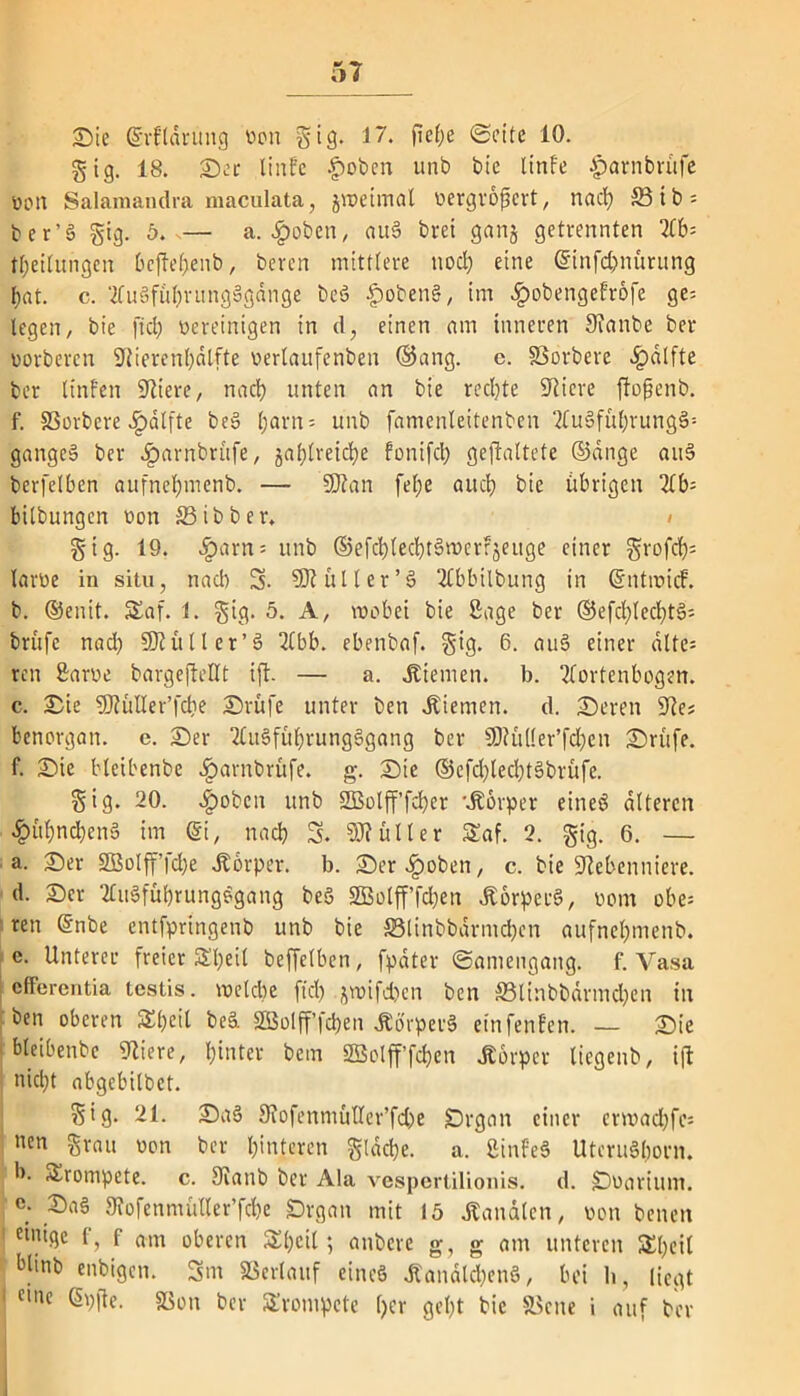 Sie ©rfldruitg wen gig. 17. fief;e ©eite 10. gig. 18. Ser liitfe £>oben unb bie Itrtfe £arnbrüfe üon Salamandra maculata, jweimat wergrofjcrt, na cf) S3ib = ber’S gig. 6. -— a. #oben, au§ bret gang getrennten 2fb= Leitungen beftepenb, beren mittlere ttoep eine ©infepnürung pat. c. 2tu3füprung§gdnge beS £>oben§, im 2g)obengeFrofe ge= legen, bie fiel) bereinigen in d, einen am inneren Nanbe ber oorberen Nierenpätfte rerlaufenben ©ang. c. SSorbere .ipdlfte ber linfen kliere, naep unten an bie rechte Spiere ftopenb. f. SSorbere Jpdlfte beS l;arn - unb famcnleitenben 2tu§füprung§: gangeS ber iparnbrüfe, gaplvetcpe fonifcp gejlaltete ©dnge au§ berfelbcn aufnepmenb. — SKan fel;e auep bie übrigen 2tb= bilbungen oon S3ibber. > gig. 19. ^)arn= unb ©efcplecptSwcrrjeuge einer grofep; larüe in situ, nach 5. SNüller’S 2£bbilbung in Gnitwicf. b. ©enit. Saf. 1. gig. 5. A, wobei bie ßage ber ©efcplecpt§= brüfe nad) Ntülter’S 2tbb. ebenbaf. gig. 6. au§ einer dlte= ren 8arwe bargefteUt ift. — a. dienten, b. Aortenbogen. c. Sie 9J?ütter’fcpe Srüfe unter ben Kiemen, d. Seren 92e? benorgan. e. Ser AuSfüprungSgang ber SWüüer’fdpen Srüfe. f. Sie bleibenbe ^arnbrüfe. g. Sie ©efd)lecpt§brüfc. gig. 20. $oben unb SBolff’fcper Körper eines alteren #üpncpenS im @i, nach S. SNüller Saf. 2. gig. 6. — a. Ser 2Bolff|d)e Äorper. b. Ser^ioben, c. bie Nebenniere. d. Ser AitSfüprungSgang be§ 2Bolfffd)en ÄorperS, oom obe= ren @nbe entfpringenb unb bie äSlinbbdrmcpen aufnel)menb. e. Unterer freier Streit bcffelben, fpdter ©amengang. f. Vasa efferentia testis. welche fiel) jwifcfccn ben äSlinbbdrmcpen in ben oberen Speit beä SBolff’fcpen ÄffrperS ein fent'en. — Sie bleibenbe Niere, pinter bem SBolff’fcpen .Körper tiegenb, ift niept abgebilbet. gig. 21. Sa§ 9?ofenmülter’fd>e Srgan einer erwad)fe= neu grau oon ber pinteren gldcpe. a. ßinfeS UteruSporn. b. Srompete. c. Nanb ber Ala vespertilionis. d. Doariunt. e; Sa§ Nofenmütler’fcpe JDrgan mit 15 Sandten, oon benen et% f »m oberen Speit; anbere g, g am unteren Speit bünb enbigen. Sm Verlauf eines Äandldpenö, bei b, liegt ■ ci,lc SSon ber Sronipcte per gept bie «Bene i auf ber