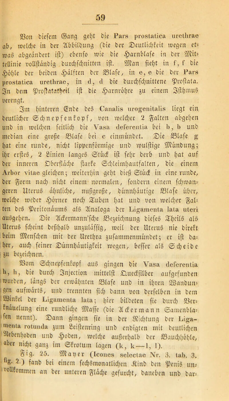 jßon biefem ©attg ge^t bie Pars prostatica urethrae ob, welche in ber 2fbbilbung (bie bei1 Seutlidjfeit wegen eU waS abgeanbert ift) ebenfo wie bie <£>avnblafe in ber SJlit* tcüinie bollftdnbig burcbfdniitten ift. Sföan fielet in f, f bie Sgoi)k ber beibcn $älften ber SBlafe, in e, e bie ber Pars prostatica urethrae, in d, d bie burd)fd)nittene SProftata. Sn bem sproftatatheit ift bie Harnröhre ju einem 3ji&»nuS verengt. Sm Hinteren @nbe beS Canalis urogenitalis liegt ein beutlicber ©cbnepfenfopf, von welcher 2 galten abgei;en unb in welchen feitlid) bie Vasa deferentia bei h, b unb mebian eine große 33lafe bei c einmünbet. Sie S3lafe g bat eine runbe, nicht lippenförmige unb wulffige SJlünbung; i£>r erfteS, 2 ßinien langet ©tücf ift fel)r berb unb l;at auf ber inneren IDberflddje ftarfe ©d)leiml)autfalten, bie einem Arbor vitae gleichen 5 weiterbin gebt biefj ©tüd in eine runbe, ber gorm nach nicht einem normalen, fonbcrn einem fcbwan» gcren UteruS dbnlicbe, nußgroße, bünnbautige 33lafe über, welche webet ferner nod) Süthen (;at unb von welcher gak ten beS fPeritonaumS als Analoga ber Ligamenta lata uteri auSgel;en. Sie 2Ccfermann’fdbe S3ejeicbnung biefeS Sbeil§ als UteruS fcbeint beßbalb unjuldfftg, weil ber UteruS nie biref't beim 9ftenfcben mit ber Uretbra jufammenmünbet; er ift ba= ber, aud) feiner Sünnbdutigfeit wegen, beffer als ©djeibe oU bezeichnen. SSom ©d)nepfenfopf au§ gingen bie Vasa deferentia h, h, bie burd) Snjection initteljl Smedftlbcr aufgefunben würben, längs ber erwähnten SBlafe unb in ihren SBanbun? gen aufwärts, unb trennten ftd) bann von berfelben in bem fSBinf’el ber Ligamenta lata; l;ier bilbeten fte burd) SBer* fnduelung eine runblidje SJfaffe (bie cf e r m a n n ©amenbla= fen nennt). Sann gingen fte in ber Dichtung ber Liga- menta rotunda 511m ßeiftenring unb enbigten mit betulichen 9tebenl)oben unb >£)oben, meld)c außerhalb ber 33aud)böbte, «ber nicht ganj im ©f rot um lagen (k, k — 1, I). &ig. 25. 9)? aper (Icones sclcctae Nr. 3. tab. 3. f‘g- 2.) fanb bei einem fed)Smonatlid)cn Äinb ben $PeniS. tut? '■'ollfommen an ber unteren glad;e gefurcht, baneben unb bars