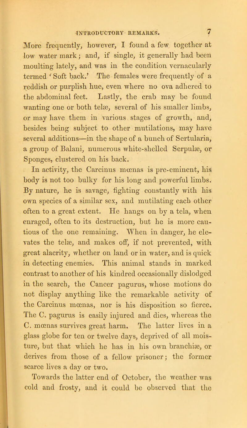 More frequently, however, I found a few together at low water mark; and, if single, it generally had been moulting lately, and was in the condition vernacularly termed f Soft back.’ The females were frequently of a reddish or purplish hue, even where no ova adhered to the abdominal feet. Lastly, the crab may be found wanting one or both telae, several of his smaller limbs, or may have them in various stages of growth, and, besides being subject to other mutilations, may have several additions—in the shape of a bunch of Sertularia, a group of Balani, numerous white-shelled Serpulae, or Sponges, clustered on his back. In activity, the Carcinus mcenas is pre-eminent, his body is not too bulky for his long and powerful limbs. By nature, he is savage, fighting constantly with his own species of a similar sex, and mutilating each other often to a great extent. He hangs on by a tela, when enraged, often to its destruction, but he is more cau- tious of the one remaining. When in danger, he ele- vates the telae, and makes off, if not prevented, with great alacrity, whether on land or in water, and is quick in detecting enemies. This animal stands in marked contrast to another of his kindred occasionally dislodged in the search, the Cancer pagurus, whose motions do not display anything like the remarkable activity of the Carcinus mcenas, nor is his disposition so fierce. The C. pagurus is easily injured and dies, whereas the C. moenas survives great harm. The latter lives in a glass globe for ten or twelve days, deprived of all mois- ture, but that which he has in his own branchiae, or derives from those of a fellow prisoner; the former scarce lives a day or two. Towards the latter end of October, the weather was cold and frosty, and it could be observed that the