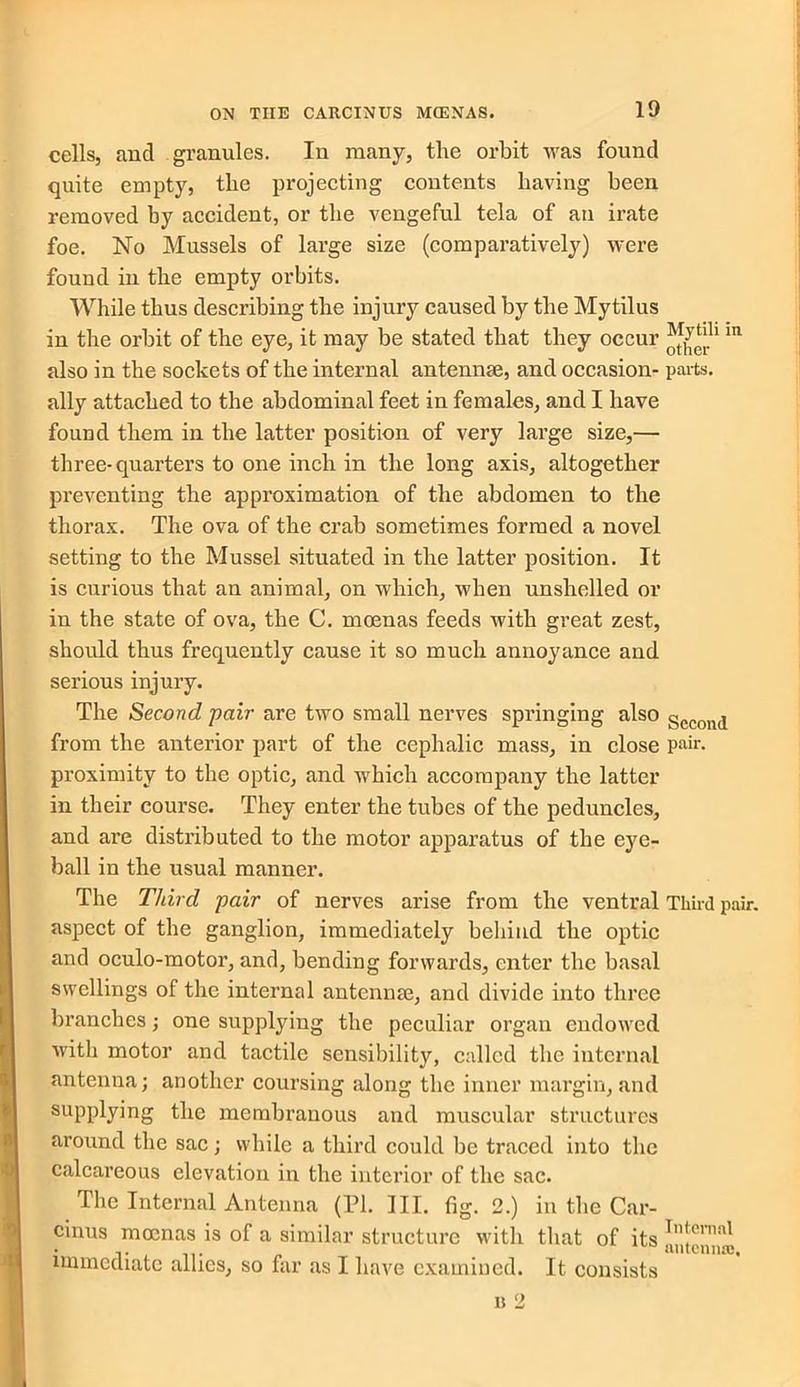 cells, and granules. In many, the orbit was found quite empty, the projecting contents having been removed by accident, or the vengeful tela of an irate foe. No Mussels of large size (comparatively) were found in the empty orbits. While thus describing the injury caused by the Mytilus in the orbit of the eye, it may be stated that they occur in also in the sockets of the internal antennae, and occasion- parts, ally attached to the abdominal feet in females, and I have found them in the latter position of very large size,— three-quarters to one inch in the long axis, altogether preventing the approximation of the abdomen to the thorax. The ova of the crab sometimes formed a novel setting to the Mussel situated in the latter position. It is curious that an animal, on which, when unshelled or in the state of ova, the C. mosnas feeds with great zest, should thus frequently cause it so much annoyance and serious injury. The Second pair are two small nerves springing also gccon(j from the anterior part of the cephalic mass, in close pair, proximity to the optic, and which accompany the latter in their course. They enter the tubes of the peduncles, and are distributed to the motor apparatus of the eye- ball in the usual manner. The Third pair of nerves arise from the ventral Third pair, aspect of the ganglion, immediately behind the optic and oculo-motor, and, bending forwards, enter the basal swellings of the internal antennae, and divide into three branches; one supplying the peculiar organ endowed writh motor and tactile sensibility, called the internal antenna; another coursing along the inner margin, and supplying the membranous and muscular structures around the sac; while a third could be traced into the calcareous elevation in the interior of the sac. The Internal Antenna (PI. III. fig. 2.) in the Car- cinus mocnas is of a similar structure with that of its immediate allies, so far as I have examined. It consists