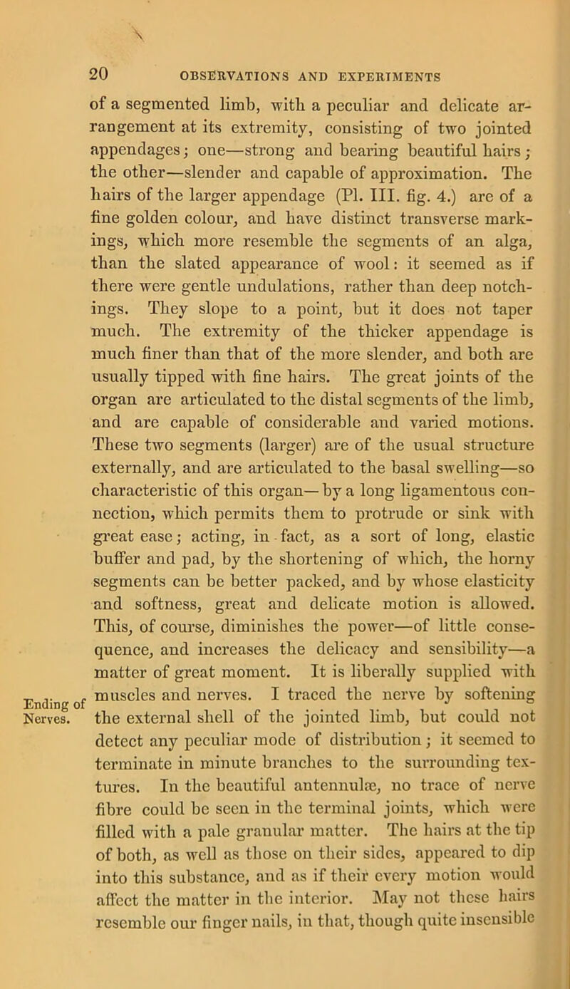 Ending of Nerves. \ of a segmented limb, with a peculiar and delicate ar- rangement at its extremity, consisting of two jointed appendages; one—strong and bearing beautiful hairs ; the other—slender and capable of approximation. The hairs of the larger appendage (PI. III. fig. 4.) are of a fine golden colour, and have distinct transverse mark- ings, which more resemble the segments of an alga, than the slated appearance of wool: it seemed as if there were gentle undulations, rather than deep notch- ings. They slope to a point, but it does not taper much. The extremity of the thicker appendage is much finer than that of the more slender, and both are usually tipped with fine hairs. The great joints of the organ are articulated to the distal segments of the limb, and are capable of considerable and varied motions. These two segments (larger) are of the usual structure externally, and are articulated to the basal swelling—so characteristic of this organ—by a long ligamentous con- nection, which permits them to protrude or sink with great ease; acting, in fact, as a sort of long, elastic buffer and pad, by the shortening of which, the horny segments can be better packed, and by whose elasticity and softness, great and delicate motion is allowed. This, of course, diminishes the power—of little conse- quence, and increases the delicacy and sensibility—a matter of great moment. It is liberally supplied with muscles and nerves. I traced the nerve by softening the external shell of the jointed limb, but could not detect any peculiar mode of distribution; it seemed to terminate in minute branches to the surrounding tex- tures. In the beautiful antennulm, no trace of nerve fibre could be seen iu the terminal joints, which were filled with a pale granular matter. The hairs at the tip of both, as well as those on their sides, appeared to dip into this substance, and as if their every motion would affect the matter in the interior. May not these hairs resemble our finger nails, in that, though quite insensible