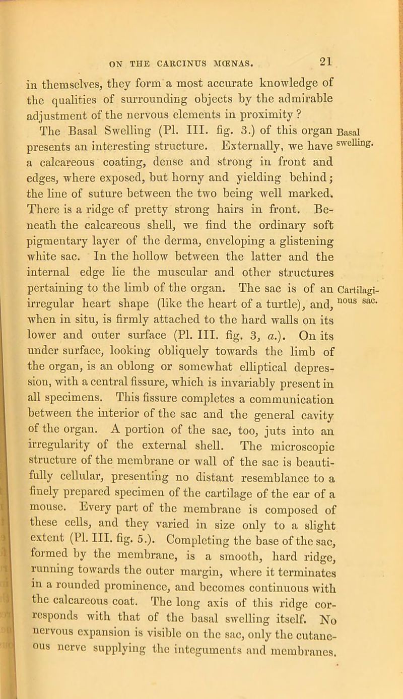 in themselves, they form a most accurate knowledge of the qualities of surrounding objects by the admirable adjustment of the nervous elements in proximity ? The Basal Swelling (PI. III. fig. 3.) of this organ Basal presents an interesting structure. Externally, we have swellinS- a calcareous coating, dense and strong in front and edges, where exposed, but horny and yielding behind; the line of suture between the two being well marked. There is a ridge of pretty strong hairs in front. Be- neath the calcareous shell, we find the ordinary soft pigmentary layer of the derma, enveloping a glistening white sac. In the hollow between the latter and the internal edge lie the muscular and other structures pertaining to the limb of the organ. The sac is of an Cartilagi- irregular heart shape (like the heart of a turtle), and, nous sac' when in situ, is firmly attached to the hard walls on its lower and outer surface (PI. III. fig. 3, a.). On its under surface, looking obliquely towards the limb of the organ, is an oblong or somewhat elliptical depres- sion, with a central fissure, which is invariably present in all specimens. This fissure completes a communication between the interior of the sac and the general cavity of the organ. A portion of the sac, too, juts into an irregularity of the external shell. The microscopic structure of the membrane or wall of the sac is beauti- fully cellular, presenting no distant resemblance to a finely prepared specimen of the cartilage of the ear of a mouse. Every part of the membrane is composed of these cells, and they varied in size only to a slight extent (PI. III. fig. 5.). Completing the base of the sac, formed by the membrane, is a smooth, hard ridge, running towards the outer margin, where it terminates in a rounded prominence, and becomes continuous with the calcareous coat. The long axis of this ridge cor- responds with that of the basal swelling itself. No nervous expansion is visible on the sac, only the cutane- ous nerve supplying the integuments and membranes.