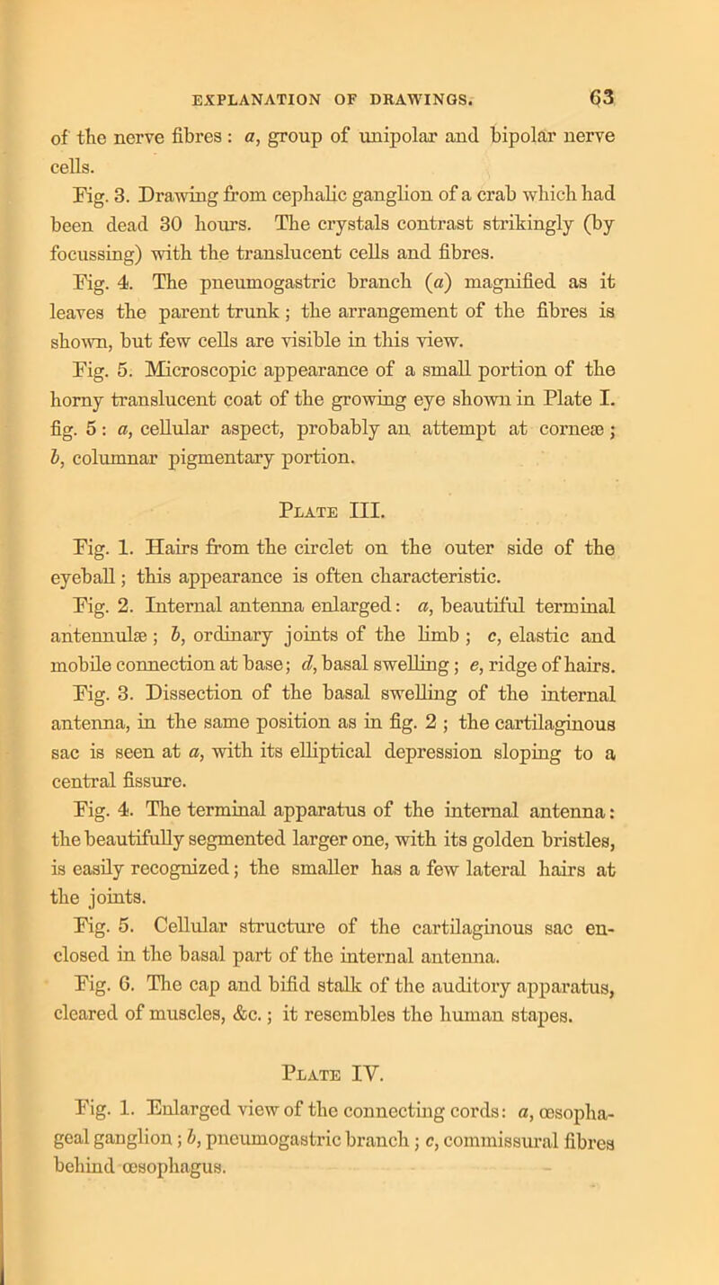 of the nerve fibres: a, group of unipolar and bipolar nerve cells. Fig. 3. Drawing from cephalic ganglion of a crab which had been dead 30 hours. The crystals contrast strikingly (by focussing) with the translucent cells and fibres. Dig. 4. The pneumogastric branch (a) magnified as it leaves the parent trunk; the arrangement of the fibres is shown, but few cells are visible in this view. Dig. 5. Microscopic appearance of a small portion of the homy translucent coat of the growing eye shown in Plate I. fig. 5: a, cellular aspect, probably an attempt at cornese; b, columnar pigmentary portion. Plate III. Pig. 1. Hairs from the circlet on the outer side of the eyeball; this appearance is often characteristic. rig. 2. Internal antenna enlarged: a, beautiful terminal antennulse ; b, ordinary joints of the limb ; c, elastic and mobile connection at base; cl, basal swelling; e, ridge of hairs. Dig. 3. Dissection of the basal swelling of the internal antenna, in the same position as in fig. 2 ; the cartilaginous sac is seen at a, with its elliptical depression sloping to a central fissure. Dig. 4. The terminal apparatus of the internal antenna: the beautifully segmented larger one, with its golden bristles, is easily recognized; the smaller has a few lateral hairs at the joints. Ihg. 5. Cellular structure of the cartilaginous sac en- closed in the basal part of the internal antenna. rig. 6. The cap and bifid stalls; of the auditory apparatus, cleared of muscles, &c.; it resembles the human stapes. Plate IV. Pig. 1. Enlarged view of the connecting cords: a, oesopha- geal ganglion; l, pneumogastric branch; c, commissural fibres behind oesophagus.