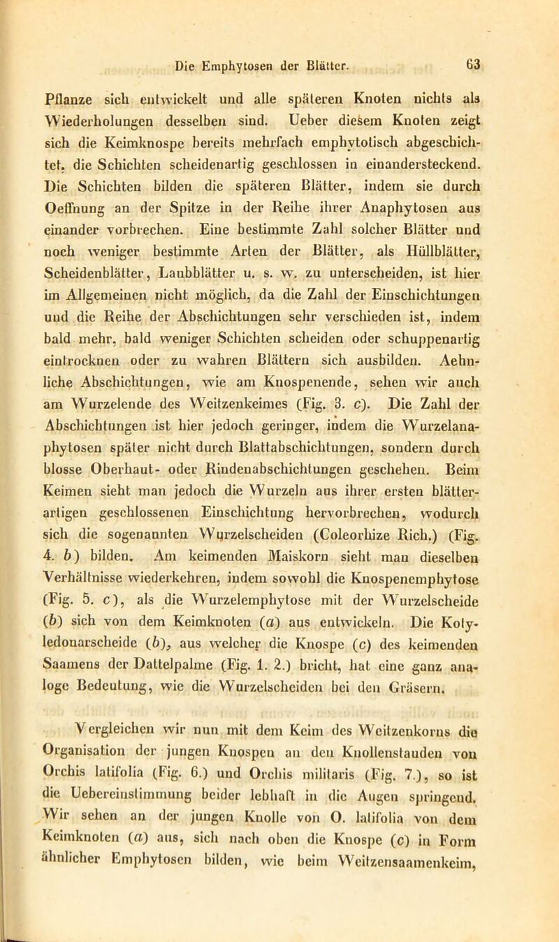 Pflanze sich entwickelt und alle späteren Knoten nichts als Wiederholungen desselben sind. Ueber diesem Knoten zeigt sich die Keimknospe bereits mehrfach emphvtolisch abgeschich- tet. die Schichten scheidenartig geschlossen in einandersteckend. Die Schichten bilden die späteren Blätter, indem sie durch Oeffuung an der Spitze in der Reihe ihrer Anapliytosen aus einander vorbrechen. Eine bestimmte Zahl solcher Blätter und noch weniger bestimmte Arten der Blätter, als Hüllblätter, Scheidenblätter, Laubblätter u. s. w. zu unterscheiden, ist hier im Allgemeinen nicht möglich, da die Zahl der Einschichtungen uud die Reihe der Abschichtungen sehr verschieden ist, indem bald mehr, bald weniger Schichten scheiden oder schuppenartig eintrocknen oder zu wahren Blättern sich ausbildeu. Aehn- liche Abschichtungen, wie am Knospenende, sehen wir auch am Wurzelende des Weitzenkeimes (Fig. 3. c). Die Zahl der Abschichtungen ist liier jedoch geringer, indem die Wurzelana- phytosen später nicht durch Blattabschichtungen, sondern durch blosse Oberhaut- oder Rindenabschichlungen geschehen. Beim Keimen sieht man jedoch die Wurzeln aus ihrer ersten blätler- artigen geschlossenen Einschichtung hervorbrechen, wodurch sich die sogenannten Wqrzelscheiden (Coleorhize Rieh.) (Fig. 4. b) bilden. Am keimenden Maiskorn sieht man dieselben Verhältnisse wiederkehren, indem sowohl die Knospenemphytose (Fig. 5. c), als die W'urzelemphylose mit der Wurzelscheide (6) sich von dem Keimkuolen (a) aus entwickeln. Die Koly- ledonarscheidc (h), aus welcher die Knospe (c) des keimenden Saamens der Dattelpalme (Fig. 1. 2.) bricht, hat eine ganz ana- loge Bedeutung, wie die Wurzelscheiden bei den Gräsern. V ergleichcn wir nun mit dem Keim des Weitzenkorns die Organisation der jungen Knospen an den Knollenstauden von Orchis latifolia (Fig. 6.) und Orchis militaris (Fig. 7.), so ist die Uebcreiuslimmung beider lebhaft in die Augen springend. Wir sehen an der jungen Knolle von O. latifolia von dem Keimknoten (a) aus, sich nach oben die Knospe (c) in Form ähnlicher Emphytosen bilden, wie beim Weitzensaamenkeim,