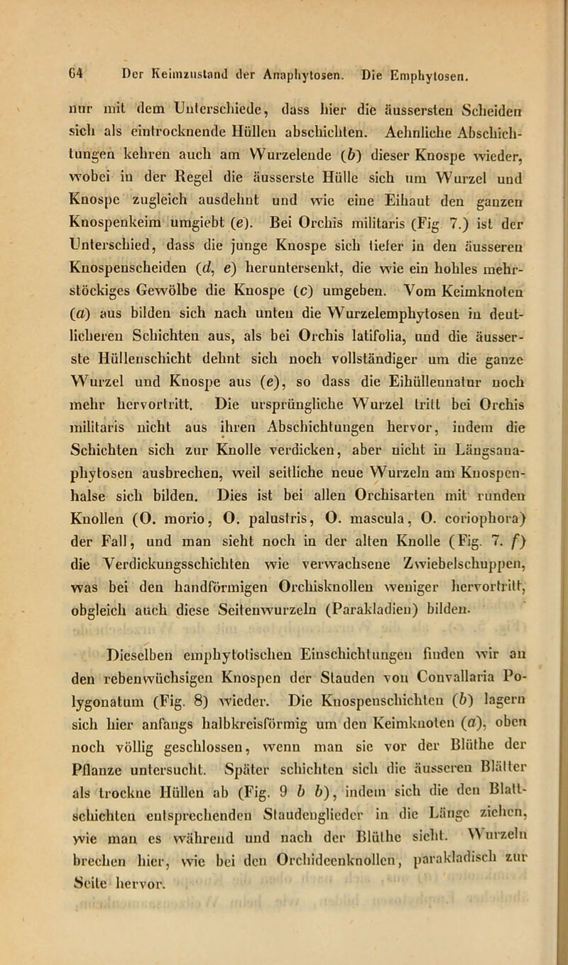 nur mit dem Unterschiede, dass hier die äusserslen Scheiden sich als einlrocknende Hüllen absckichlen. Aehnliehe Abschich- lungen kehren auch am Wurzelende (6) dieser Knospe wieder, wobei in der Regel die äussersle Hülle sich um Wurzel und Knospe zugleich ausdehnt und wie eine Eihaut den gauzen Knospenkeim umgiebt (e). Bei Orchis militaris (Fig 7.) ist der Unterschied, dass die junge Knospe sich tiefer in den äusseren Knospenscheiden (d, e) heruntersenkt, die wie ein hohles mehr- stöckiges Gewölbe die Knospe (c) umgeben. Vom Keimknolen (ff) aus bilden sich nach unten die Wurzelemphytosen in deut- licheren Schichten aus, als bei Orchis latifolia, und die äusser- ste Hülleuscliicht dehnt sich noch vollständiger um die ganze Wurzel und Knospe aus (e), so dass die Eihüllennatur noch mehr hervortritt. Die ursprüngliche Wurzel tritt bei Orchis militaris nicht aus ihren Abschichtungen hervor, indem die Schichten sich zur Knolle verdicken, aber nicht in Läugsaua- phy tosen ausbrechen, weil seitliche neue Wurzeln am Kuospen- halse sich bilden. Dies ist bei allen Orchisarten mit runden Knollen (O. morio, O. palustris, O. mascula, O. coriophora) der Fall, und man sieht noch in der alten Knolle (Fig. 7. f) die Verdickungsschichten wie verwachsene Zwiebelschuppen, was bei den handförmigen Orchisknollen weniger hervortritt, obgleich auch diese Seitenwurzeln (Parakladieu) bilden. Dieselben emphytotischen Einschichtungen finden wir au den rebenwüchsigen Knospen der Stauden von Convallaria Po- lygonatum (Fig. 8) wieder. Die Kuospeuschichtcu (b) lagern sich hier anfangs halbkreisförmig um den Keimknoten (ff), oben noch völlig geschlossen, wenn man sie vor der Bliithe der Pflanze untersucht. Später schichten sich die äusseren Blätter als trockne Hüllen ab (Fig. 9 b b), indem sich die den Blatl- schichlen entsprechenden Staudengliedcr in die Länge ziehen, wie man es während und nach der Blülhc sicht. Wurzeln brechen hier, wie bei den Orcbidccnknollen, parakladisch zur Seile hervor.