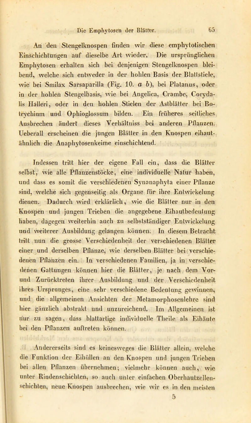 An den Stengelknospen finden wir diese emphytotischen Kinschichtungen auf dieselbe Art wieder. Die ursprünglichen Emphytosen erhalten sich bei denjenigen Stengelknospen blei- bend, welche sich entweder in der hohlen Basis der Blattstiele, wie bei Smilax Sarsaparilla (Fig. 10. a b), bei Platanus, oder in der hohlen Stengelbasis, wie bei Angelica, Crambc, Coryda- lis Halleri, oder in den hohlen Stielen der Astblälter bei Bo- trychium uod Ophioglossum bilden. Ein früheres seitliches Ausbrechen ändert dieses Verhältuiss bei anderen Pflanzen. Ueberall erscheinen die jungen Blätter in den Knospen eihaut- ähnlich die Anaphytosenkeime einschichtend. Indessen tritt hier der eigene Fall ein, dass die Blätter selbst, wie alle Pflanzenstöcke, eine individuelle Natur haben, und dass es somit die verschiedenen Synanaphyta einer Pflanze sind, welche sich gegenseitig als Organe für ihre Entwickelung dienen. Dadurch wird erklärlich, wie die Blätter nur in den Knospen und jungen Trieben die angegebene Eihaulbedeutung haben, dagegen weiterhin auch zu selbstständiger Entwickelung und weiterer Ausbildung gelangen können. In diesem Betracht tritt nun die grosse Verschiedenheit der verschiedenen Blätter einer und derselben Pflanze, wie derselben Blätter bei verschie- denen Pflanzen ein. In verschiedenen Familien, ja in verschie- denen Gattungen können hier die Blätter, je nach dem Vor- und Zurücktreten ihrer Ausbildung und der Verschiedenheit ihres Ursprunges, eine sehr verschiedene Bedeutung gewinnen, uud die allgemeinen Ansichten der Mctamorphoscnlchrc sind hier gänzlich abstrakt und unzureichend. Im Allgemeinen ist nur zu sagen, dass blattartigc individuelle Tlicile als Eihäutc bei den Pflanzen auftreten können. Andererseits sind es keinesweges die Blätter allein, welche die Funktion der Eihüllen an den Knospen und jungen Trieben bei allen Pflanzen übernehmen; vielmehr können auch, wie unter Rindenschichlcn, so auch unter einfachen Oberhaulzcllcn- schichtcn, neue Knospen ansbrechen, wie wir es in den meisten 5