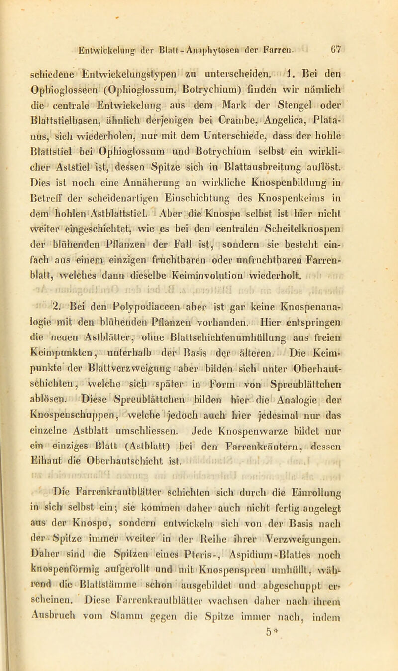 Entwickelung der Bl.-ilt-Ana|>liytoscn der Farren. G7 schiedene Entwickclungslypen zu unterscheiden. J. Bei den Ophioglossecn (Ophioglossum, Botrychium) finden wir nämlich die centrale Entwickelung aus dem Mark der Stengel oder Blattstielbasen, ähnlich derjenigen bei Crambe, Angelica, Plala- nus, sich wiederholen, nur mit dem Unterschiede, dass der holde Blattstiel bei Ophioglossum und Botrychium selbst ein wirkli- cher Aststiel ist, dessen Spitze sich in Blattausbreitung auflöst. Dies ist noch eine Annäherung an wirkliche Knospenbildung in Betreir der scheidenartigen Eiuschichtung des Knospenkeims in dem hohlen Astblattstiel. Aber die Knospe selbst ist hier nicht weiter eingeschichtet, wie es bei den centralen Scheitelknospen der blühenden Pflanzen der Fall ist, sondern sie besteht ein- fach aus einem einzigen fruchtbaren oder unfruchtbaren Farrcn- blait, welches dann dieselbe Keiminvolution wiederholt. 2. Bei den Polypodiaceen aber ist gar keine Knospeuana- logie mit den blühenden Pflanzen vorhanden. Hier entspringen die neuen Astblälter, ohne ßlaltschichtenumhüllung aus freien Keimpunkten, unterhalb der Basis der älteren. Die Keim- punkte der Blattverzweigung aber bilden sich unter Oberhaut- schichten , welche sich später in Form von Spreublättchen ablösen. Diese Spreublättchen bilden hier die Analogie der Knospeuschuppen, welche jedoch auch hier jedesmal nur das einzelne Astblatt umschliessen. Jede Knospenwarze bildet nur ein einziges Blatt (Astblatt) bei den Farrcnkräntcrn, dessen Eihaut die Oberhautschicht ist. Die Farrenkrautblätter schichten sich durch die Einrollung in sich selbst ein; sie kommen daher auch nicht fertig angelegt aus der Knospe, sondern entwickeln sich von der Basis nach der Spitze immer weiter in der Reihe ihrer Verzweigungen. Daher sind die Spitzen eines Pteris-, Aspidium-Blattes noch knospenförmig aufgcrollt und mit Knospenspreu umhüllt, wäh- rend die Blallstämme schon ausgcbildct und abgeschuppt er- scheinen. Diese Farrenkrautblätter wachsen daher nach ihrem Ausbruch vom Slamm gegen die Spitze immer nach, indem 5»