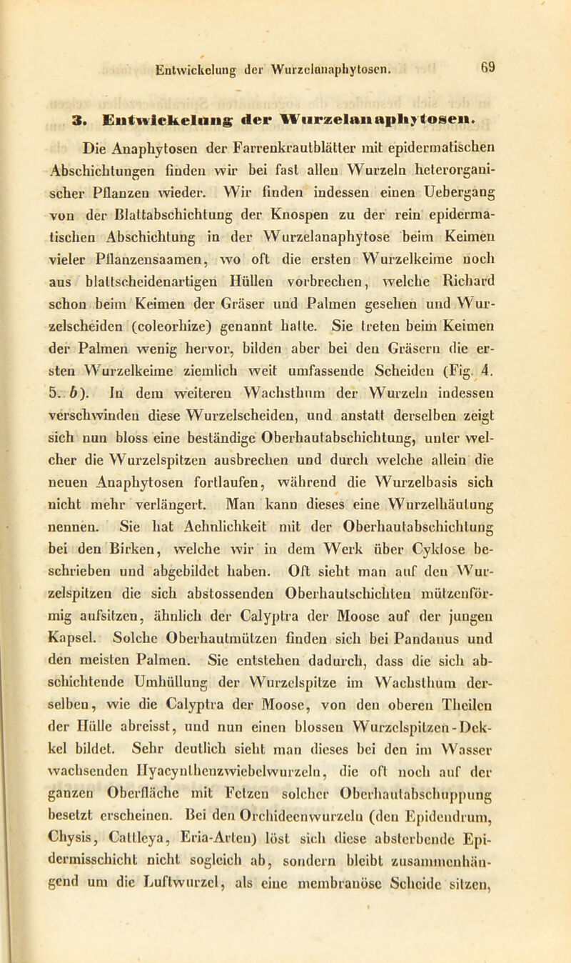 Entwickelung der Wurzclanaphytosen. 3. Entwickelung der Wurzelanapliy <osen. Die Auaphytoscn der Farrenkrautblätter mit epidermatischen Abschichtungen finden wir bei fast allen Wurzeln heterorgani- scher Pflanzen wieder. Wir finden indessen einen Uebergang von der Blaltabschichtung der Knospen zu der rein epiderma- tischen Abschichtung in der Wurzelanaphytose beim Keimen vieler Pllanzensaamen, wo oft die ersten Wurzelkeime noch aus blallscheidenartigen Hüllen vorbrechen, welche Richard schon beim Keimen der Gräser und Palmen gesehen und Wur- zelscheiden (coleorhize) genannt halte. Sie treten beim Keimen der Palmen wenig hervor, bilden aber bei den Gräsern die er- sten Wurzelkeime ziemlich weit umfassende Scheiden (Fig. 4. 5. 6). In dem weiteren Wachsthum der Wurzeln indessen verschwinden diese Wurzelscheiden, und anstatt derselben zeigt sich nun bloss eine beständige Oberhautabschichtung, unter wel- cher die Wurzclspitzen ausbrechen und durch welche allein die neuen Anaphytosen fortlaufen, während die Wurzelbasis sich nicht mehr verlängert. Man kann dieses eine Wurzelhäutung nennen. Sie hat Achnlichkeit mit der Oberhaulabschichlung bei den Birken, welche wir in dem Werk über Cyldose be- schrieben und abgebildct haben. Oft sieht man auf den Wur- zelspitzen die sich abstossenden Oberhaulschichten mützenför- mig aufsitzen, ähnlich der Calyptra der Moose auf der jungen Kapsel. Solche Obcrhaulmützen finden sich bei Pandanus und den meisten Palmen. Sie entstehen dadurch, dass die sich ab- schiclitende Umhüllung der Wurzelspitze im Wachsthum der- selben, wie die Calyptra der Moose, von den oberen Thcilcn der Hülle abreisst, und nun einen blossen Wurzclspitzen-Dck- kel bildet. Sehr deutlich sieht man dieses bei den im Wasser wachsenden Ilyacynlhcnzwiebclwurzelu, die oft noch auf der ganzen Oberfläche mit Fetzen solcher Oberhaulabschuppung besetzt erscheinen. Bei den Orchidecnvvurzelu (den Epidendrum, Chysis, Calllcya, Eria-Arlcn) löst sich diese abslcrbendc Epi- dermisschicht nicht sogleich ab, sondern bleibt zusammenhän- gend um die Luftwurzel, als eine membranöse Scheide sitzen,