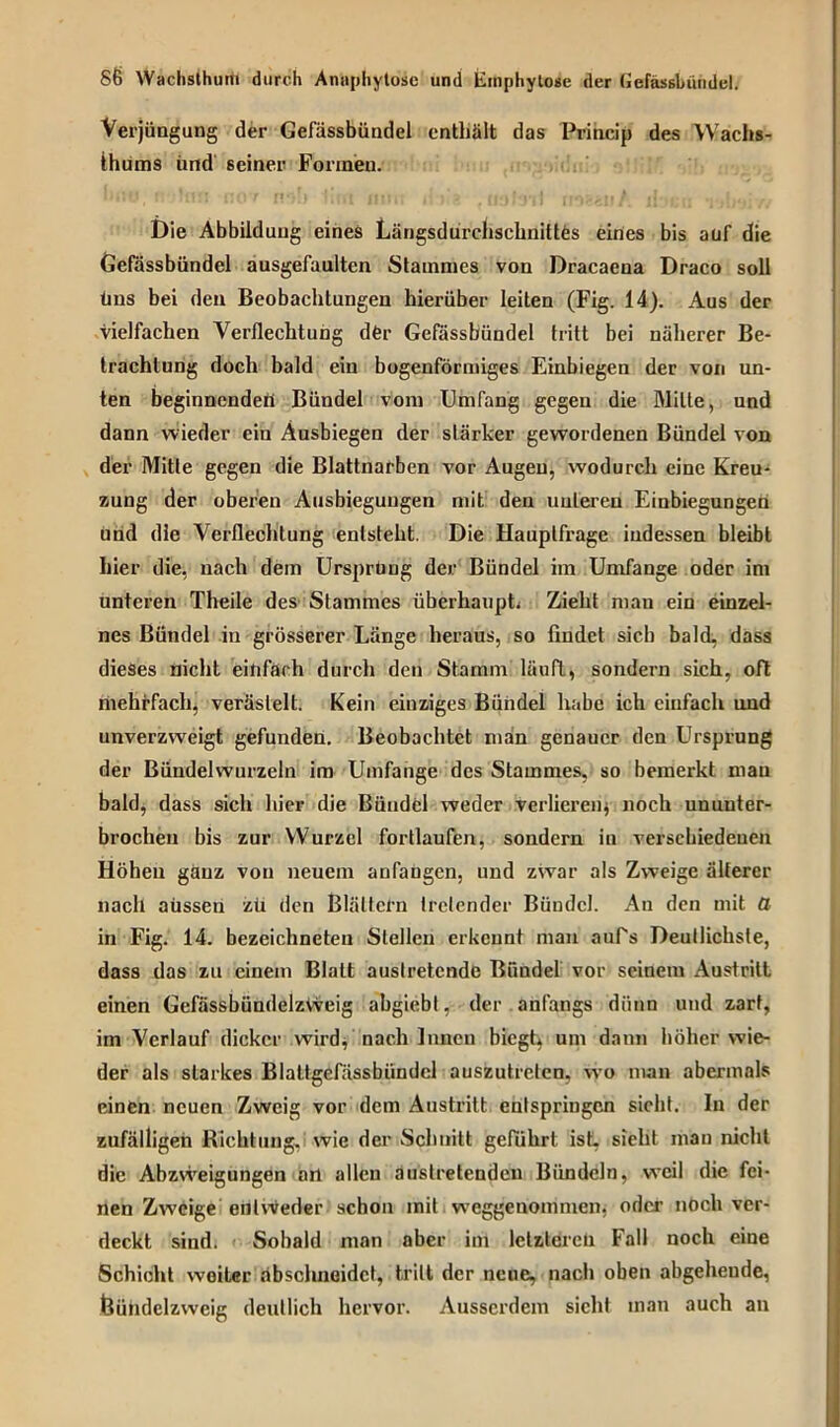 Verjüngung der Gefässbündel enthält das Princip des Wachs- tums iind seiner Formen. Die Abbildung eines LängsdurchschnittCs eines bis auf die Gefässbündel ausgefaulten Stammes von Dracaena Draco soll tms bei den Beobachtungen hierüber leiten (Fig. 14). Aus der vielfachen Verflechtung dCr Gefässbündel tritt bei näherer Be- trachtung doch bald ein bogenförmiges Einbiegen der von un- ten beginnenden Bündel vom Umfang gegen die Wille, und dann wieder ein Ausbiegen der stärker gewordenen Bündel von der Mitle gegen die Blattnarben vor Augen, wodurch eine Kreu- zung der oberen Ausbiegungen mit den unteren Einbiegungen und die Verflechtung entsteht. Die Hauptfrage indessen bleibt hier die, nach dem Ursprung der Bündel im Umfange oder im unteren Theile des Stammes überhaupt. Zieht man ein einzel- nes Bündel in grösserer Länge heraus, so findet sieb bald, dass dieses nicht einfarh durch den Stamm läuft, sondern sich, oft mehrfach, verästelt. Kein einziges Bündel habe ich einfach und unverzweigt gefunden. Beobachtet man genauer den Ursprung der Bündelwurzeln im Umfange des Stammes, so bemerkt mau bald, dass sich hier die Bündel weder verlieren* noch ununter- brochen bis zur Wurzel fortlaufen, sondern in verschiedenen Höhen ganz von neuem anfangen, und zwar als Zweige älterer nach aussen zü den Blättern tretender Bündel. An den mit fl in Fig. 14. bezeichneten Stellen erkennt man aufs Deutlichste, dass das zu einem Blatt auslretcnde Bündel vor seinem Austritt einen GefässbündelzVveig abgiebl, der anfangs dünn und zart, im Verlauf dicker wird, nach Innen biegt, um dann höher wie- der als starkes Blaltgefässbiindcl auszutrelcn, wo man abermals einen neuen Zweig vor dem Austritt entspringen sicht. In der zufälligen Richtung, wie der Schnitt geführt ist, sieht man nicht die Abzweigungen ail allen austretendeu Bündeln, weil die fei- nen Zweige entweder schon mit w’cggenommen, oder noch ver- deckt sind. Sobald man aber im letzteren Fall noch eine Schicht weiter absclmeidct, tritt der neue, nach oben abgehende, Bühdelzweig deutlich hervor. Ausserdem sicht man auch an