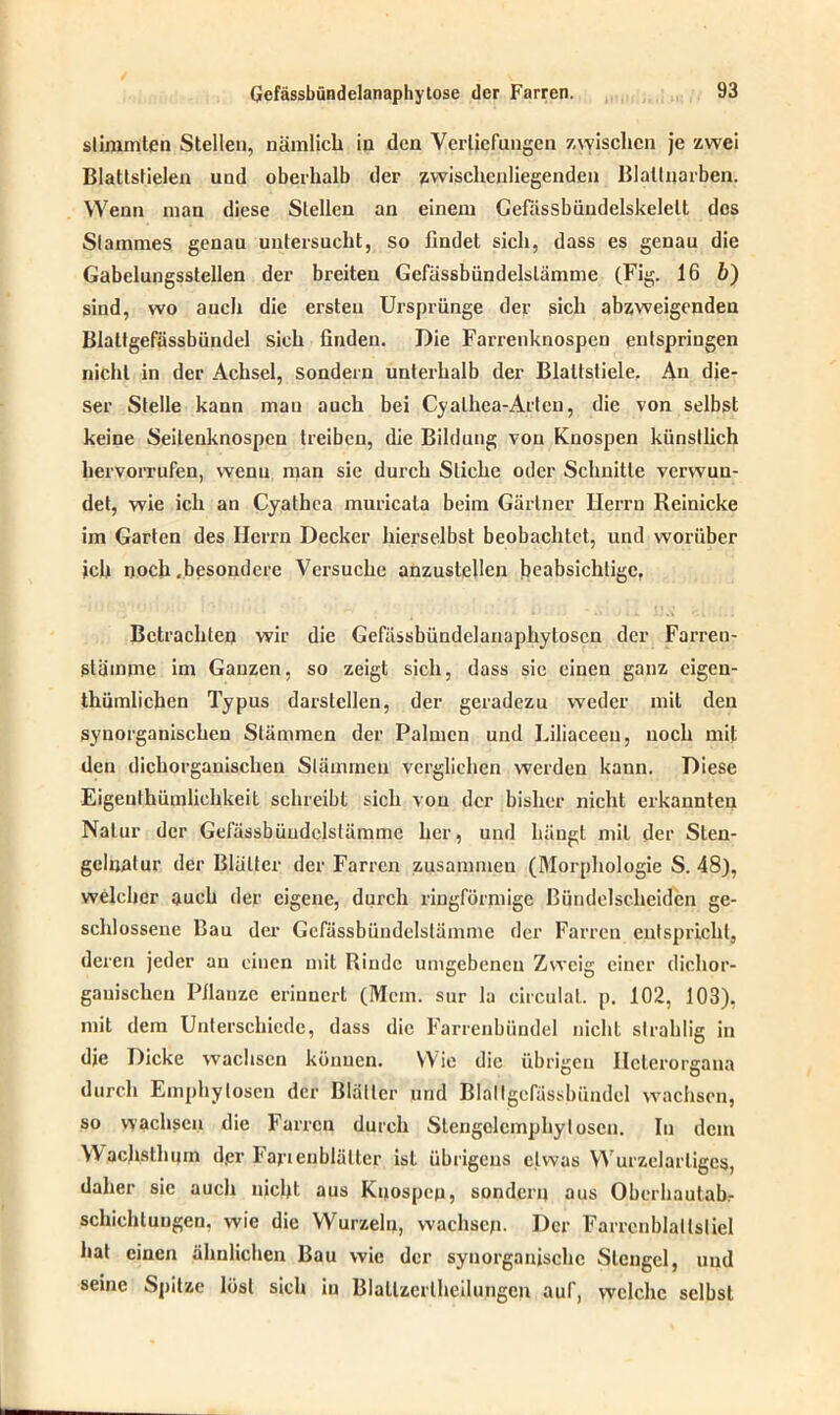 stimmten Stellen, nämlich in den Vertiefungen zwischen je zwei Blattstielen und oberhalb der zwischenliegenden Blattnarben. Wenn man diese Stellen an einem Gefässbüudelskelelt des Stammes genau untersucht, so findet sich, dass es genau die Gabelungsstellen der breiten Gefässbündelslämme (Fig. 16 b) sind, wo auch die ersten Ursprünge der sich abzweigenden Blattgefässbündel sich finden. Die Farrenknospen entspringen nicht in der Achsel, sondern unterhalb der Blattstiele. An die- ser Stelle kann mau auch bei Cyathca-Arlen, die von selbst keine Seitenknospen treiben, die Bildung von Knospen künstlich hervorrufen, wenn man sie durch Stiche oder Schnitte verwun- det, wie ich an Cyathca muricala beim Gärtner Herrn Reinicke im Garten des Herrn Decker hierselbst beobachtet, und worüber ich noch .besondere Versuche anzustellen beabsichtige, Betrachten wir die Gefässbündelanaphytoscn der Farren- släinme im Ganzen, so zeigt sich, dass sic einen ganz eigen- tümlichen Typus darstellen, der geradezu weder mit den synorganischen Stämmen der Palmen und Uiliaceeu, noch mit den dichorganischen Stämmen verglichen werden kann. Diese Eigentümlichkeit schreibt sich von der bisher nicht erkannten Natur der Gefässbündelslämme her, und hängt mit der Sten- gelnatur der Blätter der Farren zusammen (Morphologie S. 48), welcher auch der eigene, durch ringförmige Bündelscheiden ge- schlossene Bau der Gefässbündelslämme der Farren entspricht, deren jeder an einen mit Rinde umgebenen Zweig einer diclior- gauischeu Pflanze erinnert (Mein, sur la circulal. p. 102, 103). mit dem Unterschiede, dass die Farrenbündel nicht slrahlig in die Dicke wachsen können. Wie die übrigen Ilelerorgana durch Emphyloscn der Blätter und Blattgefässbündel wachsen, so wachsen die Farren durch Sleugolcmphytosen. In dem Wachstum d.er Fajienblälter ist übrigens etwas Wurzelarliges, daher sic auch nicht aus Knospen, sondern aus Oberhautab.- schichtuugen, wie die Wurzeln, wachsen. Der Farrcnblaltsliel hat einen ähnlichen Bau wie der synorganischc Stengel, und seine Spitze löst sich in Blallzerlheilungen auf, welche selbst