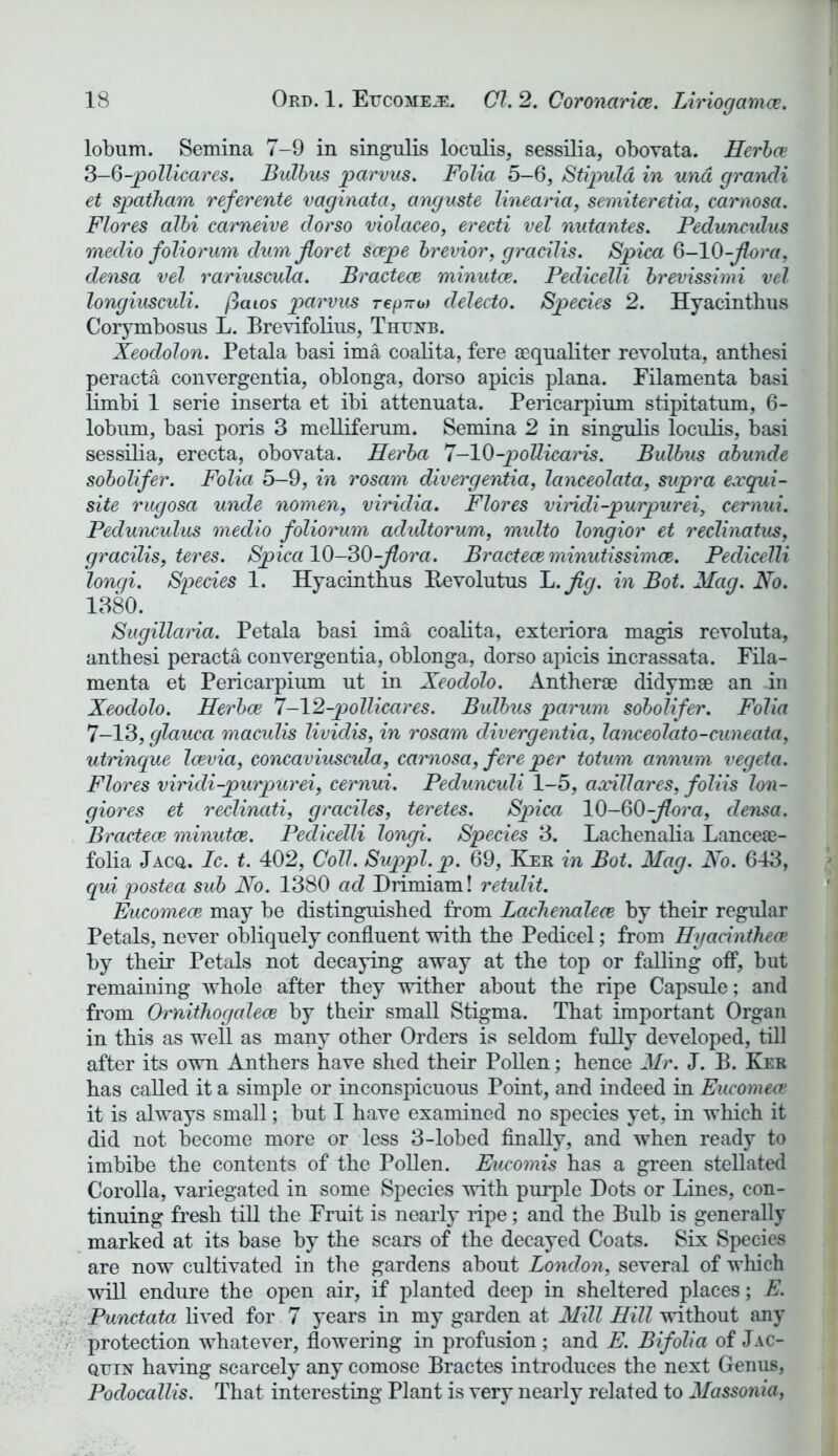 lobum. Semina 7-9 in singulis loculis, sessilia, obovata. Herbce 3-0-pollicares. Bulbus parvus. Folia 5-6, Stipula in und grandi et spatham referente vaginata, anguste linearia, seniiteretia, carnosa. Flores albi cameive clorso violaceo, erecti vel nutantes. Peduncidus medio foliorum dum jloret scepe brevior, gracilis. Spica 6-10-flora, densa vel rariuscula. Bractece minutce. Pedicelli brevissimi vel longiusculi. fiaios parvus rep-rro) delecto. Species 2. Hyacinthus Corymbosus L. Brevifolius, Ththstb. Xeodolon. Petala basi ima coalita, fere sequaliter revoluta, anthesi peracta convergentia, oblonga, dorso apicis plana. Filamenta basi limbi 1 serie inserta et ibi attenuata. Pericarpium stipitatum, 6- lobum, basi poris 3 melliferum. Semina 2 in singulis loculis, basi sessilia, erecta, obovata. Herba 7—10-poUicaris. Bulbus abunde sobolifer. Folia 5—9, in rosam divergentia, lanceolata, supra exqui- site rugosa unde nomen, viridia. Flores viridi-purpurei, cemui. Pedunculus medio foliomm adultorum, multo longior et reclinatus, gracilis, teres. Spica 10-30-flora. Bractece minutissimce. Pedicelli longi. Species 1. Hyacinthus Revolutus It. fig. in Bot. Mag. No. 1380. Sugillaria. Petala basi ima coalita, exteriora magis revoluta, anthesi peracta convergentia, oblonga, dorso apicis incrassata. Fila- menta et Pericarpium ut in Xeodolo. Antherae didym* an in Xeodolo. Herbce 7-12-pollicares. Bulbus parum sobolifer. Folia 7—13, glauca maculis lividis, in rosam divergentia, lanceolato-cuneata, utrinque Icevia, concaviuscula, carnosa, fere per totum annum vegeta. Flores viricli-purpurei, cemui. Pedunculi 1-5, axillares, foliis lon- giores et reclinati, graciles, teretes. Spica 10-60-flora, densa. Bractece minutce. Pedicelli longi. Species 3. Lachenalia Lanceae- folia Jacq. Ic. t. 402, Coll. Suppl.p. 69, Ker in Bot. Mag. No. 643, qui postea sub No. 1380 ad Drimiam! retulit. Eucomece may be distinguished from Lachenalece hy their regular Petals, never obliquely confluent with the Pedicel; from Hyadnthece by their Petals not decaying away at the top or falling off, but remaining whole after they wither about the ripe Capsule; and from Ornithogalece by their small Stigma. That important Organ in this as well as many other Orders is seldom fully developed, till after its own Anthers have shed their Pollen; hence Mr. J. B. Ker has called it a simple or inconspicuous Point, and indeed in Eucomece it is always small; but I have examined no species yet, in which it did not become more or less 3-lobed finally, and when ready to imbibe the contents of the Pollen. Eucomis has a green stellated Corolla, variegated in some Species with purple Dots or Lines, con- tinuing fresh till the Fruit is nearly ripe; and the Bulb is generally marked at its base by the scars of the decayed Coats. Six Species are now cultivated in the gardens about London, several of which will endure the open air, if planted deep in sheltered places; E. Punctata lived for 7 years in my garden at Mill Hill without any protection whatever, flowering in profusion ; and E. Bifolia of Jac- qttin having scarcely any comose Bractes introduces the next Genus, Poclocallis. That interesting Plant is very nearly related to Massonia,