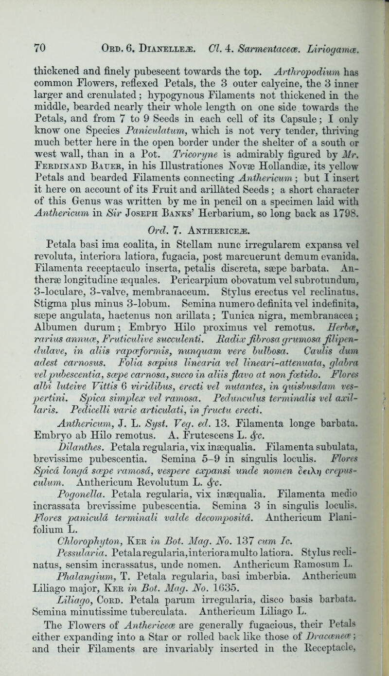 thickened and finely pubescent towards the top. Arthropodium has common Flowers, reflexed Petals, the 3 outer calycine, the 3 inner larger and crenulated; hypogynous Filaments not thickened in the middle, bearded nearly their whole length on one side towards the Petals, and from 7 to 9 Seeds in each cell of its Capsule; I only know one Species Paniculatum, which is not very tender, thriving much better here in the open border under the shelter of a south or west wall, than in a Pot. Tricoryne is admirably figured by Mr. Ferdinand Bauer, in his Illustrationes Novae Holland!®, its yellow Petals and bearded Filaments connecting Anthericum; but I insert it here on account of its Fruit and arillated Seeds; a short character of this Genus was written by me in pencil on a specimen laid with Anthericum in Sir Joseph Banks’ Herbarium, so long back as 1798. Ord. 7. Anthericejb. Petala basi ima coalita, in Stellam nunc irregularem expansa vel revoluta, interiora latiora, fugacia, post marcuerunt demum evanida. Filamenta receptaculo inserta, petalis discreta, saepe barbata. An- ther® longitudine aequales. Periearpium obovatum vel subrotundura, 3-loculare, 3-valve, membranaceum. Stylus erectus vel reclinatus. Stigma plus minus 3-lobum. Semina numero definita vel indefinita, saepe angulata, hactenus non arillata; Tunica nigra, membranacea; Albumen durum; Embryo Hilo proximus vel remotus. Herbce, rarius annua?, Fruticulive succulenti. Radix fibrosa grumosa filipen- dulave, in aliis rapceformis, nunquam vere bulbosa. Caulis dum adest carnosus. Folia scepius linearia vel lineari-attenuata, glabra velpubescentia, saepe carnosa, succo in aliis fiavo at nonfoetido. Flores albi luteive Vittis 6 viridibus, erecti vel nutantes, in quisbusclam ves- pertini. Spica simplex vel ramosa. Pedunculus terminalis vel axil- laris. Pedicelli varie articulati, in fructu erecti. Anthericum, J. L. Syst. Veg. ed. 13. Filamenta longe barbata. Embryo ab Hilo remotus. A. Frutescens L. Sfc. Dilanthes. Petala regularia, vix inaequalia. Filamenta subulata, brevissime pubescentia. Semina 5-9 in singulis loculis. Flores Spied longa saepe ramosa, vespere eoepansi unde nomen leChi) crepus- culum. Anthericum Revolutum L. <Sfc. Pogonella. Petala regularia, vix inaequalia. Filamenta medio incrassata brevissime pubescentia. Semina 3 in singulis loculis. Flores paniculd terminali valde decomposed. Anthericum Plani- folium L. Chlorophyton, Ker in Rot. Mag. No. 137 cum Ic. Pessularia. Petala regularia, interiora multo latiora. Stylus reeli- natus, sensim incrassatus, unde nomen. Anthericum Bamosum L. Phalangium, T. Petala regularia, basi imberbia. Anthericum Liliago major, Ker in Bot. Mag. No. 1635. Lilia go, Cord. Petala parum irregularia, disco basis barbata. Semina minutissime tuberculata. Anthericum Liliago L. The Flowers of Anthericece are generally fugacious, their Petals either expanding into a Star or rolled back like those of Draccenece; and their Filaments are invariably inserted in the Receptacle,
