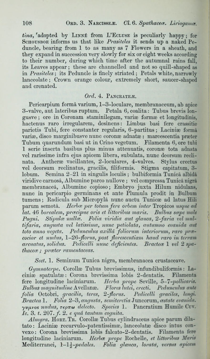 tina, Fadopted by Linn£ from L’Ecluse is peculiarly happy; for Schousboe informs us that like Prasiteles it sends up a naked Pe- duncle, bearing from 1 to as many as 7 Flowers in a sheath, and they expand in succession very slowly for six or eight weeks according to their number, during which time after the autumnal rains fall, its Leaves appear; these are channelled and not so quill-shaped as in Prasiteles; its Peduncle is finely striated; Petals white, narrowly lanceolate; Crown orange colour, extremely short, saucer-shaped and crenated. Ord. 4. Pancrate^:. Pericarpium forma varium, 1-3-loculare, membranaceum, ab apice 3-valve, aut lateribus ruptum. Petala 6, coalita: Tubus brevis lon- gusve; ore in Coronam staminilegam, variae formae et longitudinis, hactenus raro irregularem, desinens: Limbus basi fere crassitie parietis Tubi, fere constanter regularis, 6-partitus; Laciniae forma variae, disco marginibusve nunc coronae adnatae : marcescentia praeter Tubum quarundum basi ut in Crino vegetum. Filamenta 6, ore tubi 1 serie inserta basibus plus minus attenuatis, coronae tota adnata vel rarissime infra ejus apicem libera, subulata, nunc deorsum recli- nata. Antherae vacillantes, 2-loculares, 4-valves. Stylus erectus vel deorsum reclinatus, gracilis, filiformis. Stigma capitatum, 3- lobum. Semina 2-21 in singulis loculis ; bulbiformia Tunica albida viridive carnosa, Albumine parco nullove ; vel compressa Tunica nigra membranacea, Albumine copioso; Embryo juxta Hilum nidulans, nunc in pericarpio germinans et ante Plumula prodit in Bulbum tumens; Radicula sub Micropyla nunc auctu Tunicae ad latus Hili parum semota. Herbce per totum fere orbem inter Tropicos usque ad lat. 46 borealem, prcecipue oris et littorib'as maris. Bulbus scepe mole Pugni. Stipulce nullce. Folia viridia aut glauca, 2-faria vel mul- ti f aria, angusta vel latissima, nunc petiolata, autumno evanida aut toto anno vegeta. Pedunculus axilla foliorum interiorum, raro pras- cocior et nudus, 1 -26-jlorus, post jlorescentiam hand raro in terram arcuatus, solidus. Pedicelli nunc dejidentes. Bractece 1 vel 2 spa- thacece ; prceter ramentaceas. Sect. 1. Seminum Tunica nigra, membranacea crustaceave. Gymnoterpe. Corollae Tubus brevissimus, infundibuliformis: La- ciniae spatulatae: Corona brevissima lobis 2-dentatis. Filamenta fere longitudine laciniarum. Herba prope Seville, 5-7-pollicaris. Bulbus magnitudine Avellanae. Flores lutei, erecti. Pedunculus ante folia Octobri, gracilis, teres, 2-florus. Pedicelli graciles, longi. Bractea 1. Folia 2-3, angusta, semiteretia Juncorum, cestate evanida. yvyvos nudus, repTru) delecto. Species 1. Pancratium Humile Crv. Ic. 3. t. 207. /. 2. e qua tantum cognita. Almyra. Hort. Tr. Corollae Tubus cylindraceus apice parum dila- tato: Laciniae recurvulo-patentissimae, lanceolatae disco intus con- vexo: Corona brevissima lobis falcato-2-dentatis. Filamenta fere longitudine laciniarum. Herbce prope Kochelle, et littoribus Maris Mediterranei, \-\\-pedales. Folia glauca, lorata, versus apicem