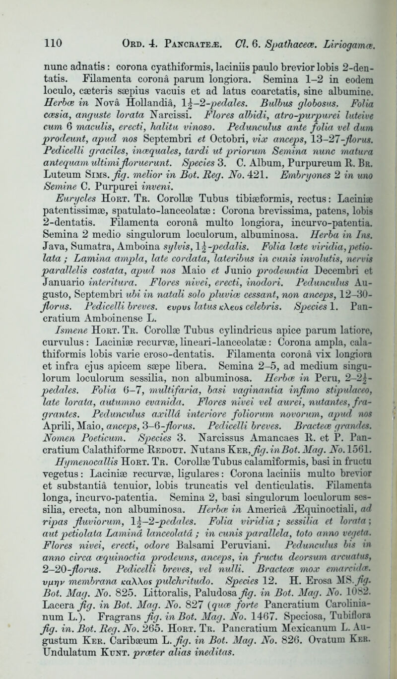 nunc adnatis: corona cyathiformis, laciniis paulo brevior lobis 2-den- tatis. Filamenta corona parum longiora. Semina 1-2 in eodem loculo, caeteris saepius vacuis et ad latus coarctatis, sine albumine. Herbce in Nova Hollandia, \\-2-pedales. BuTbus globosus, Folia ccesia, anguste lorata Narcissi. Flores albidi, atro-purpurei luteive cum 6 maculis, erecti, halitu vinoso. Pedunculus ante folia vel dam prodeunt, apud nos Septembri et Octobri, vix aneeps, 13-27-floras. Pedicelli graciles, incequales, tardi ut priorum Semina nunc matura antequam ultimifloruerunt. Species 3. C. Album, Purpureum R. Br. Luteum Sims. Jig. melior in Bot. Reg. No. 421. Embryones 2 in uno Semine C. Purpurei inveni. Eurycles Hort. Tr. Corollae Tubus tibiaeformis, rectus: Laciniae patentissimae, spatulato-lanceolatae: Corona brevissima, patens, lobis 2-dentatis. Filamenta corona multo longiora, incurvo-patentia. Semina 2 medio singulorum loculorum, albuminosa. Herba in Ins. Java, Sumatra, Amboina sylvis, \\-pedalis. Folia Icete viridia, petio- lata ; Lamina ampla, late cordata, lateribus in cunis involutis, nervis parallelis costata, apud nos Maio et Junio prodeuntia Decembri et Januario interitura. Flores nivei, erecti, inodori. Pedunculus Au- gusto, Septembri ubi in natali solo pluvice cessant, non aneeps, 12-30- jlorus. Pedicelli breves, evpvs latus K\eus Celebris. Species 1. Pan- cratium Amboinense L. Ismene Hort. Tr. Corollae Tubus cylindricus apice parum latiore, curvulus: Laciniae recurvae, lineari-lanceolatae: Corona ampla, cala- thiformis lobis varie eroso-dentatis. Filamenta corona vix longiora et infra ejus apicem saepe libera. Semina 2-5, ad medium singu- lorum loculorum sessilia, non albuminosa. Herbce in Peru, 2-21- peddles. Folia 6-7, multifaria, basi vaginantia injimo stipulaceo, late lorata, autumno evanida. Flores nivei vel aurei, nutantes, fra- grantes. Pedunculus axilla interiore foliorum novorum, apud nos Aprili, Maio, aneeps, 3-6-florus. Pedicelli breves. Bractece grandes. Nomen Poeticum. Species 3. Narcissus Amancaes R. et P. Pan- cratium Calathiforme Redotjt. Nutans Ker,^. in Bot. Mag. No. 1561. Hymenocallis Hort. Tr. Corollae Tubus calamiformis, basi in fructu vegetus: Laciniae recurvae, ligulares: Corona laciniis multo brevior et substantia tenuior, lobis truncatis vel denticulatis. Filamenta longa, incurvo-patentia. Semina 2, basi singulorum loculorum ses- silia, erecta, non albuminosa. Herbce in America iEquinoctiali, ad ripas jluviorum, 1 \-2-pedales. Folia viridia; sessilia et lorata; aut petiolata Lamina lanceolata ; in cunis parallela, toto anno vegeta. Flores nivei, erecti, odore Balsami Peruviani. Pedunculus bis in anno circa cequinoctia prodeuns, aneeps, in fructu deorsum arcuatus, 2-20-florus. Pedicelli breves, vel nulli. Bractece mox emarcidce. vgrjv membrana k<x\\os pulchritudo. Species 12. H. Erosa MS.^. Bot. Mag. No. 825. Littoralis, Paludosa fig. in Bot. Mag. No. 1082. Lacera fig. in Bot. Mag. No. 827 (quee forte Pancratium Carolinia- num L.). Fragrans fig. in Bot. Mag. No. 1467. Speciosa, Tubiflora fig. in. Bot. Reg. No. 265. Hort. Tr. Pancratium Mexicanum L. Au- gustum Ker. Caribaeum L.fig. in Bot. Mag. No. 826. Ovatum Ker. Undulatum Kunt. preeter alias ineditas.