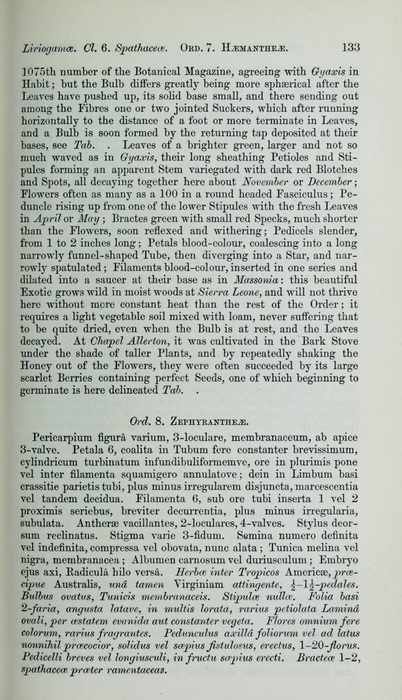 1075th number of the Botanical Magazine, agreeing with Gy axis in Habit; but the Bulb differs greatly being more sphaerical after the Leaves have pushed up, its solid base small, and there sending out among the Fibres one or two jointed Suckers, which after running horizontally to the distance of a foot or more terminate in Leaves, and a Bulb is soon formed by the returning tap deposited at their bases, see Tab. . Leaves of a brighter green, larger and not so much waved as in Gyaxis, their long sheathing Petioles and Sti- pules forming an apparent Stem variegated with dark red Blotches and Spots, all decaying together here about November or December; Flowers often as many as a 100 in a round headed Fasciculus; Pe- duncle rising up from one of the lower Stipules with the fresh Leaves in April or May; Bractes green with small red Specks, much shorter than the Flowers, soon reflexed and withering; Pedicels slender, from 1 to 2 inches long; Petals blood-colour, coalescing into a long narrowly funnel-shaped Tube, then diverging into a Star, and nar- rowly spatulated; Filaments blood-colour, inserted in one series and dilated into a saucer at their base as in Massonia: this beautiful Exotic grows wild in moist woods at /Sierra Leone, and will not thrive here without mere constant heat than the rest of the Order; it requires a light vegetable soil mixed with loam, never suffering that to be quite dried, even when the Bulb is at rest, and the Leaves decayed. At Chapel Allerton, it was cultivated in the Bark Stove under the shade of taller Plants, and by repeatedly shaking the Honey out of the Flowers, they were often succeeded by its large scarlet Berries containing perfect Seeds, one of which beginning to germinate is here delineated Tab. . Ord. 8. Zephyranthe^j. Pericarpium figura varium, 3-loculare, membranaceum, ab apice 3-valve. Petala 6, coalita in Tubum fere constanter brevissimum, cylindricum turbinatum infundibuliformemve, ore in plurimis pone vel inter filamenta squamigero annulatove; dein in Limbum basi crassitie parietis tubi, plus minus irregularem disjuncta, marcescentia vel tandem decidua. Filamenta 6, sub ore tubi inserta 1 vel 2 proximis seriebus, breviter decurrentia, plus minus irregularia, subulata. Antherae vacillantes, 2-loculares, 4-valves. Stylus deor- sum reclinatus. Stigma varie 3-fidum. Semina numero definita vel indefinita, compressa vel obovata, nunc alata; Tunica melina vel nigra, membranacea; Albumen carnosum vel duriusculum; Embryo ejus axi, Badicula hilo versa. Herbce inter Tropicos Americae, pree- cipue Australis, und tamen Yirginiam attingente, \-l%-pedales. Bulbus ovatus, Tunicis membranaceis. Stipulce nulla;. Folia basi 2-faria, angusta latave, in multis lorata, rarius petiolata Lamina ova li, per cestatem evanida aut constanter vegeta. Flores omnium fere colorum, rarius fragrantes. Pedunculus axilla foliorum vel ad latus nonnihil prcecocior, solidus vel scepius Jistulosus, erectus, 1-20-florus. Pedicelli breves vel longiusculi, in fructu scepius erecti. Bractece 1-2, spathaceae pr deter ramentaceas.