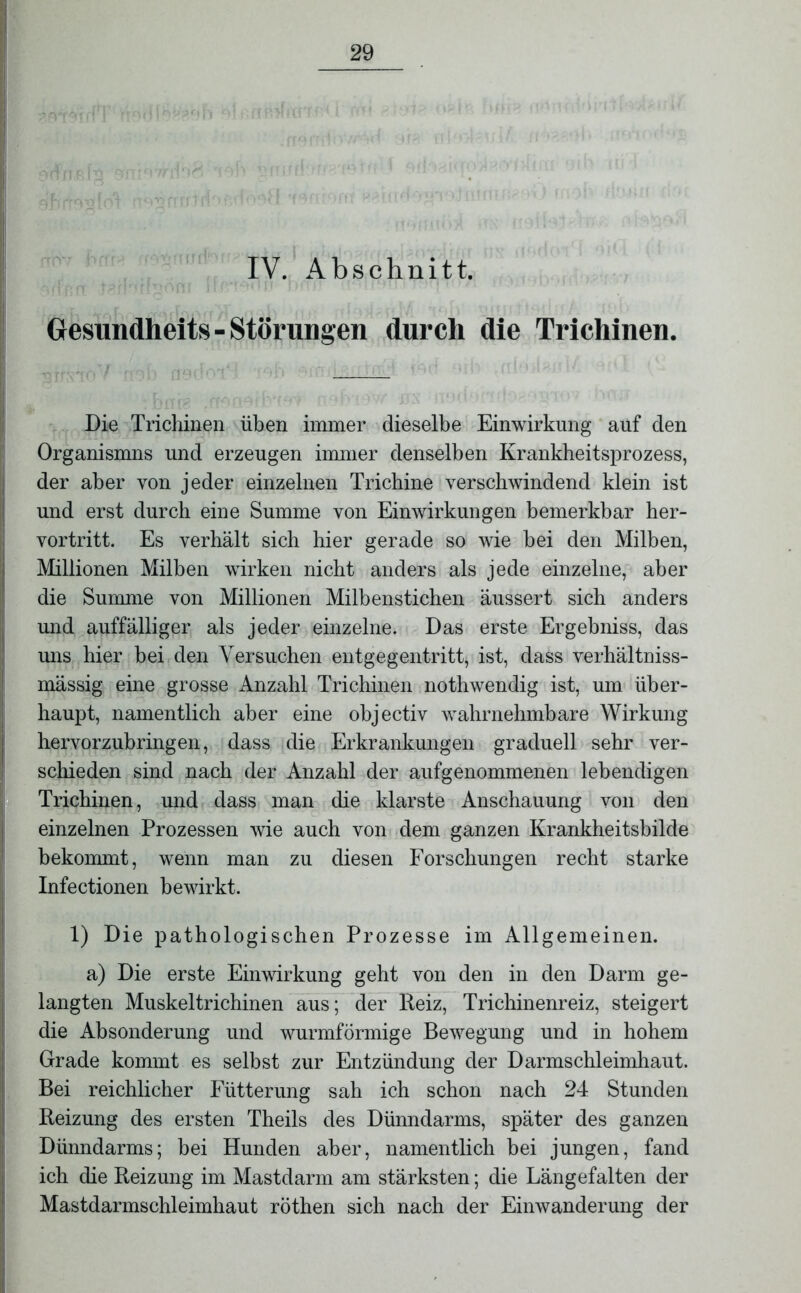 IV. Abschnitt. Gesundheit»-Störungen durch die Trichinen. Die Trichinen üben immer dieselbe Einwirkung auf den Organismns und erzeugen immer denselben Krankheitsprozess, der aber von jeder einzelnen Trichine verschwindend klein ist und erst durch eine Summe von Einwirkungen bemerkbar her- vortritt. Es verhält sich hier gerade so wie hei den Milben, Millionen Milben wirken nicht anders als jede einzelne, aber die Summe von Millionen Milhenstichen aussert sich anders und auffälliger als jeder einzelne. Das erste Ergebniss, das uns hier bei den Versuchen entgegentritt, ist, dass verhältniss- mässig eine grosse Anzahl Trichinen nothwendig ist, um über- haupt, namentlich aber eine objectiv wahrnehmbare Wirkung hervorzubringen, dass die Erkrankungen graduell sehr ver- schieden sind nach der Anzahl der aufgenommenen lebendigen Trichinen, und dass man die klarste Anschauung von den einzelnen Prozessen wie auch von dem ganzen Krankheitsbilde bekommt, wenn man zu diesen Forschungen recht starke Infectionen bewirkt. 1) Die pathologischen Prozesse im Allgemeinen. a) Die erste Einwirkung geht von den in den Darm ge- langten Muskeltrichinen aus; der Reiz, Trichinenreiz, steigert die Absonderung und wurmförmige Bewegung und in hohem Grade kommt es selbst zur Entzündung der Darmschleimhaut. Bei reichlicher Fütterung sah ich schon nach 24 Stunden Reizung des ersten Theils des Dünndarms, später des ganzen Dünndarms; bei Hunden aber, namentlich bei jungen, fand ich die Reizung im Mastdarm am stärksten; die Längefalten der Mastdarmschleimhaut röthen sich nach der Einwanderung der