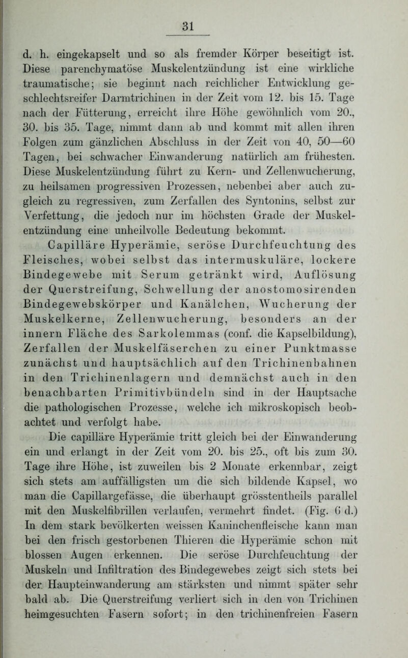 d. h. eingekapselt und so als fremder Körper beseitigt ist. Diese parenchymatöse Muskelentzündung ist eine wirkliche traumatische; sie beginnt nach reichlicher Entwicklung ge- schlechtsreifer Darmtrichinen in der Zeit vom 12. bis 15. Tage nach der Fütterung, erreicht ihre Höhe gewöhnlich vom 20., 30. bis 35. Tage, nimmt dann ab und kommt mit allen ihren Folgen zum gänzlichen Abschluss in der Zeit von 40, 50—60 Tagen, bei schwacher Einwanderung natürlich am frühesten. Diese Muskelentzündung führt zu Kern- und Zellenwucherung, zu heilsamen progressiven Prozessen, nebenbei aber auch zu- gleich zu regressiven, zum Zerfallen des Syntonins, selbst zur Verfettung, die jedoch nur im höchsten Grade der Muskel- entzündung eine unheilvolle Bedeutung bekommt. Capilläre Hyperämie, seröse Durchfeuchtung des Fleisches, wobei selbst das intermuskuläre, lockere Bindegewebe mit Serum getränkt wird, Auflösung der Querstreifung, Schwellung der anostomosirenden Bindegewebskörper und Kanälchen, Wucherung der Muskelkerne, Zellenwucherung, besonders an der innern Fläche des Sarkolemmas (conf. die Kapselbildung), Zerfallen der Muskelfäserchen zu einer Punktmasse zunächst und hauptsächlich auf den Trichinenbahnen in den Trichinenlagern und demnächst auch in den benachbarten Primitivbündeln sind in der Hauptsache die pathologischen Prozesse, welche ich mikroskopisch beob- achtet und verfolgt habe. Die capilläre Hyperämie tritt gleich bei der Einwanderung ein und erlangt in der Zeit vom 20. bis 25., oft bis zum 30. Tage ihre Höhe, ist zuweilen bis 2 Monate erkennbar, zeigt sich stets am auffälligsten um die sich bildende Kapsel, wo man die Capillargefässe, die überhaupt grösstentheils parallel mit den Muskelfibrillen verlaufen, vermehrt findet. (Fig. C d.) In dem stark bevölkerten weissen Kaninchenfleische kann man bei den frisch gestorbenen Thieren die Hyperämie schon mit blossen Augen erkennen. Die seröse Durchfeuchtung der Muskeln und Infiltration des Bindegewebes zeigt sich stets bei der. Haupteinwanderung am stärksten und nimmt später sehr bald ab. Die Querstreifung verliert sich in den von Trichinen heimgesuchten Fasern sofort; in den trichinenfreien Fasern